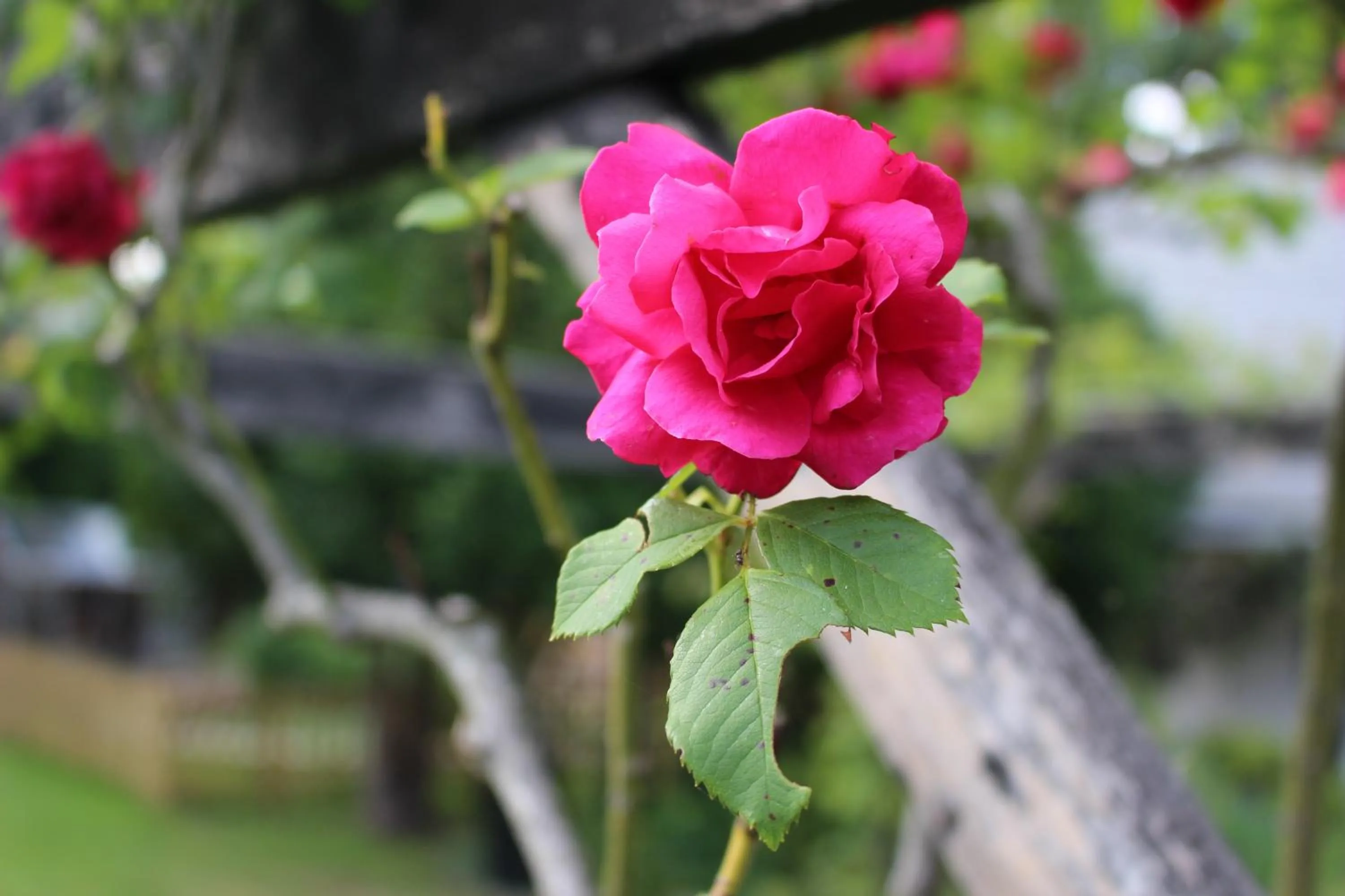 Garden view in The Lord Byron Inn