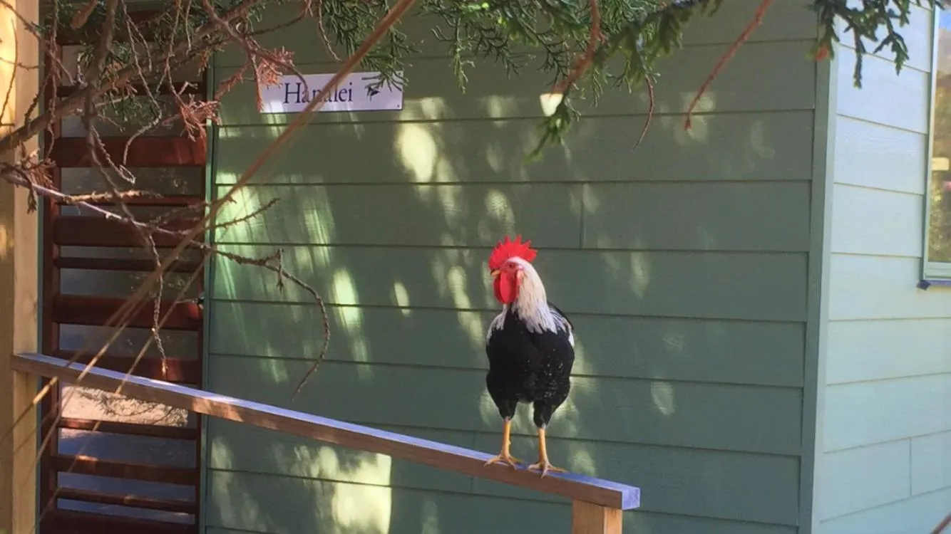 Animals in Sandpiper Ocean Cottages