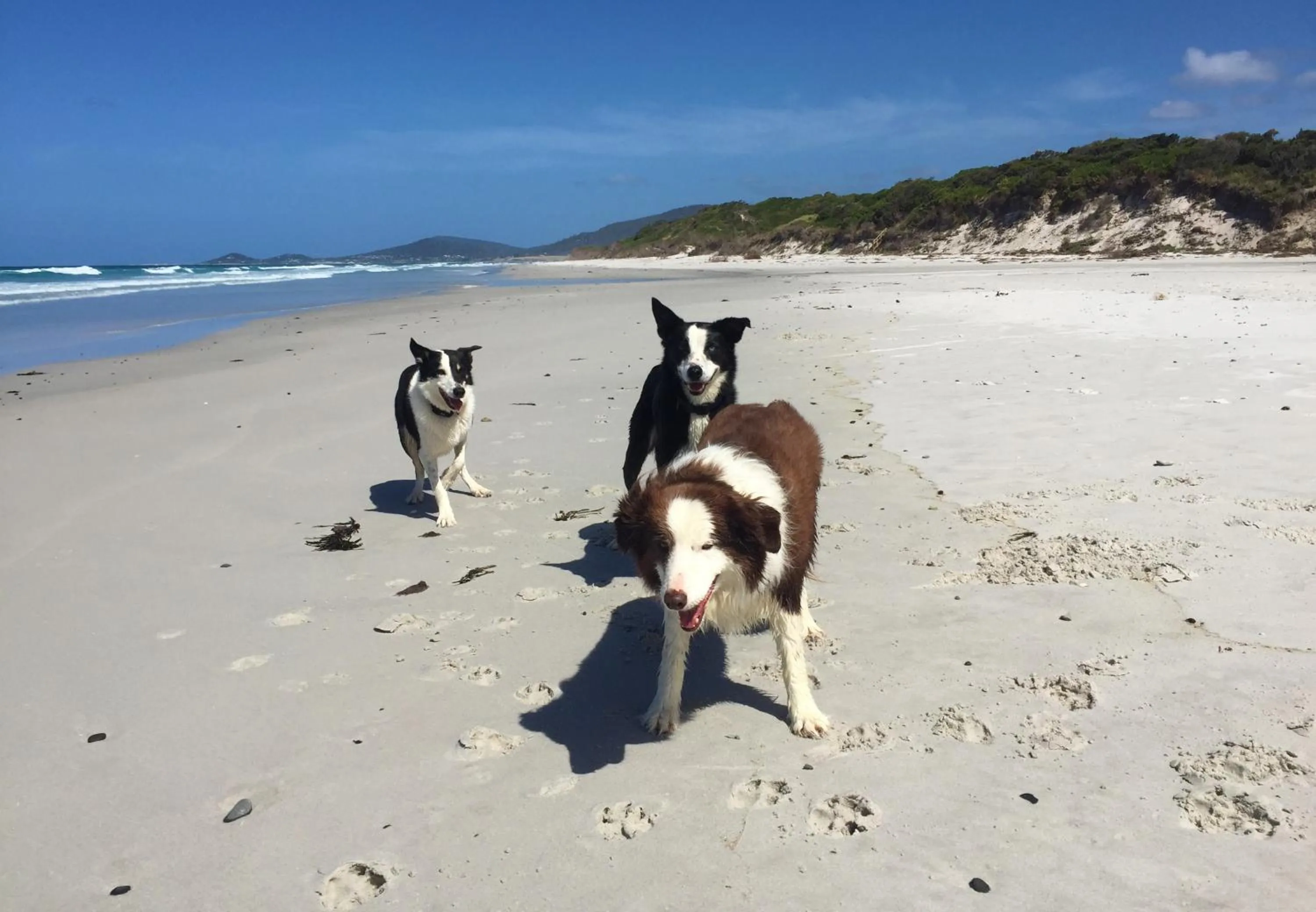 Pets in Sandpiper Ocean Cottages