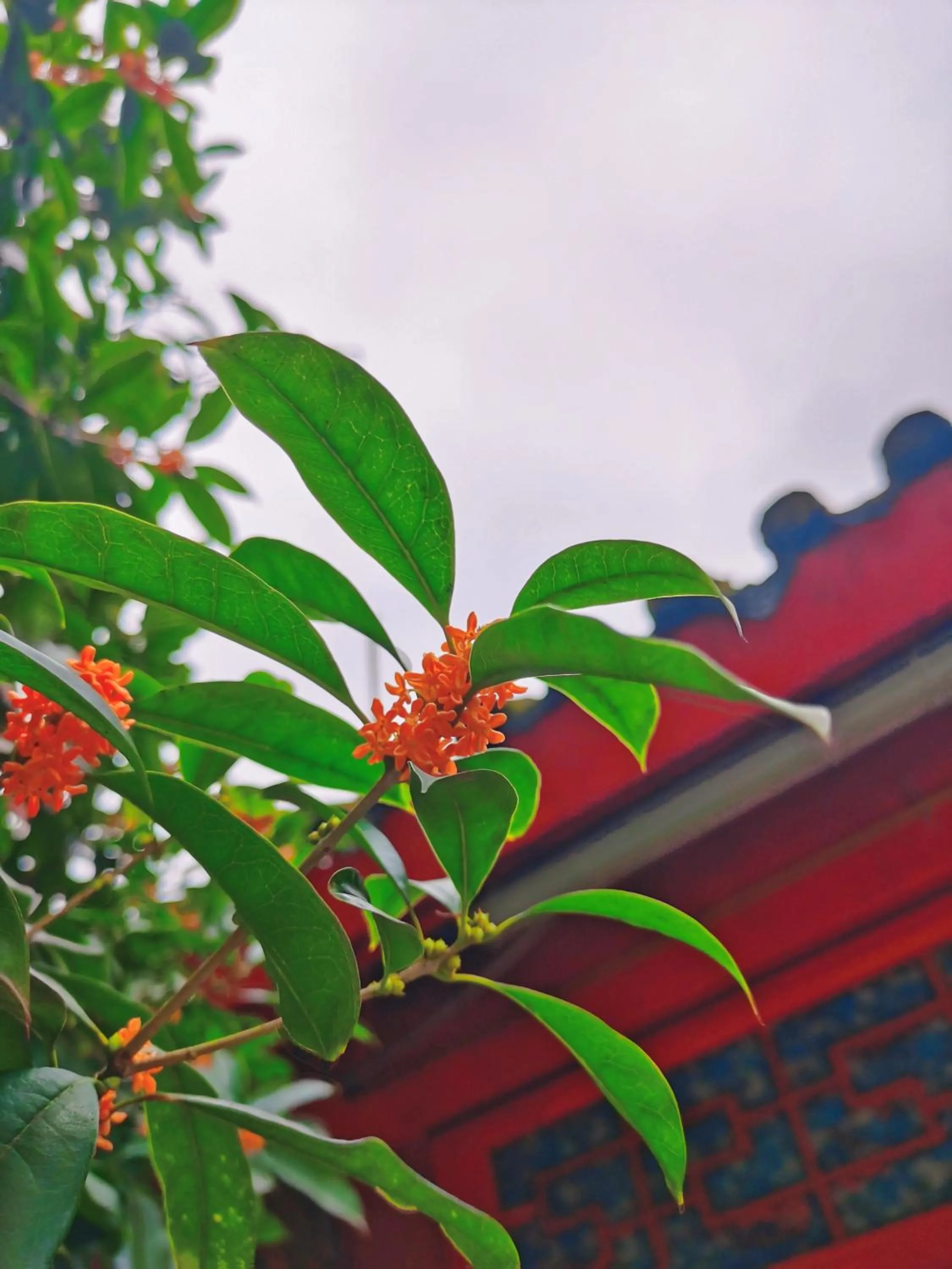 Garden in Wenjun Courtyard Hotel---3mins walk from Tonghuimen metro station ,next to People`s Park, fluent English service ,travel agency