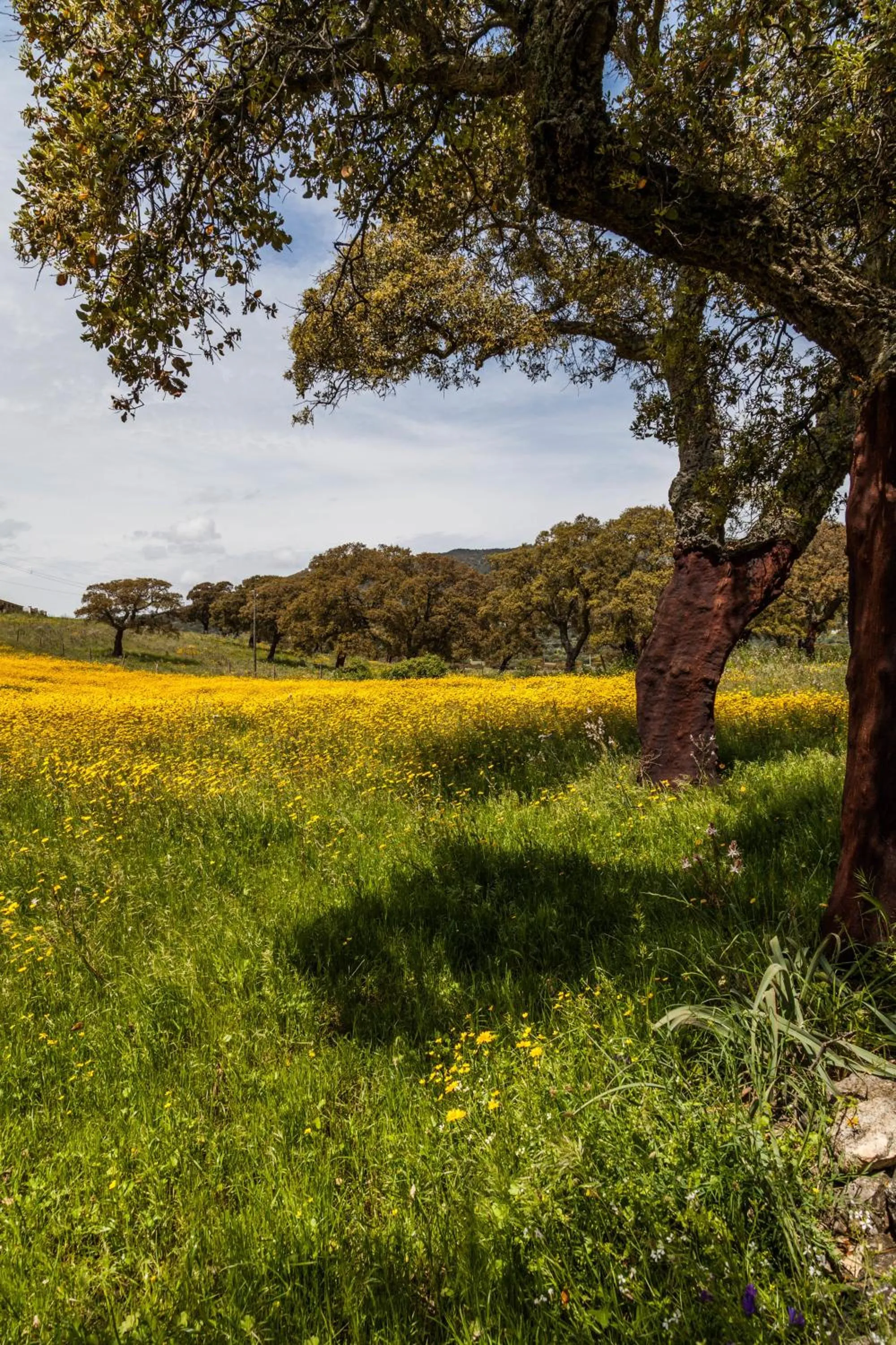Spring in The Old Farm Asfodeli - Adults Only