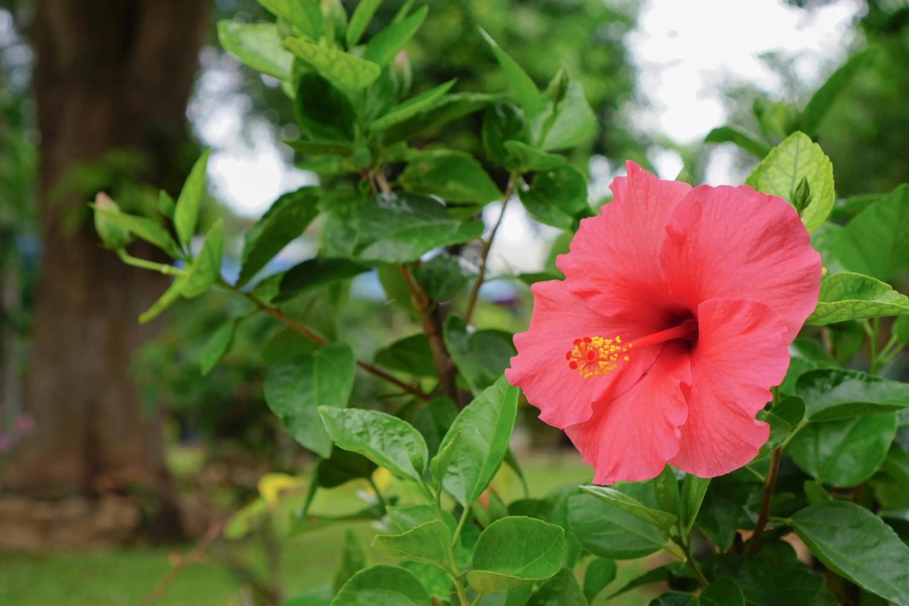 Inner courtyard view in Smiley frog