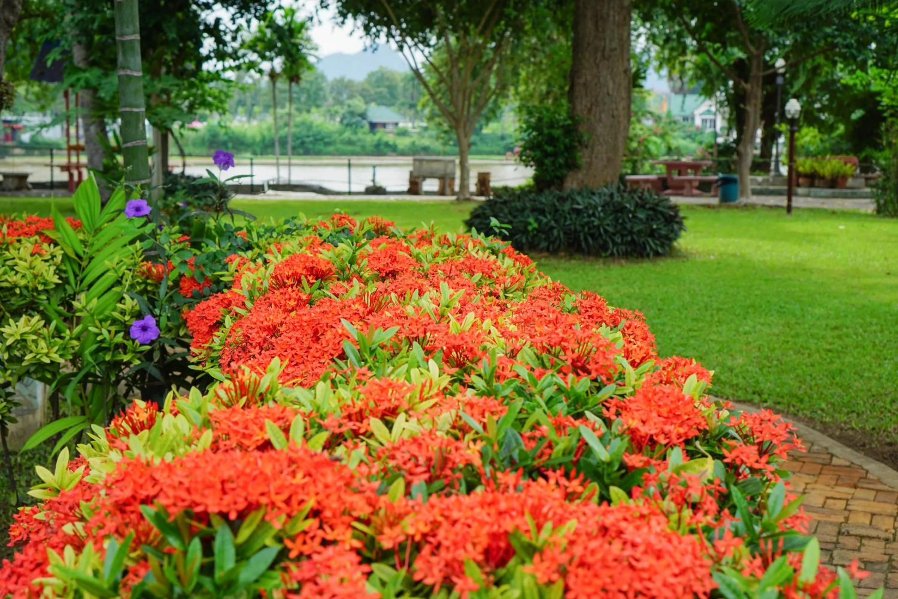 Garden view in Smiley frog