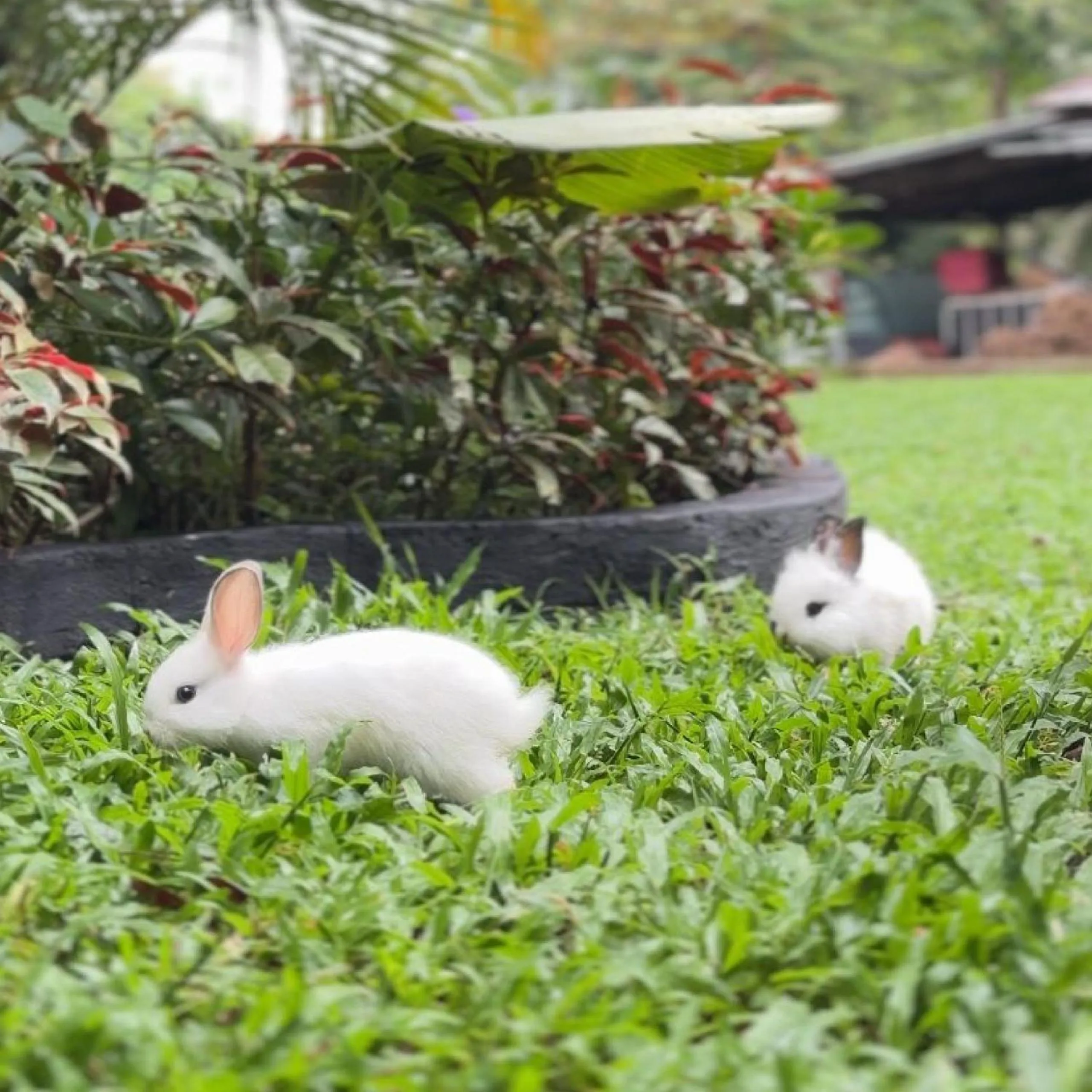 Garden in AKAR Hotels & Resort Lampung