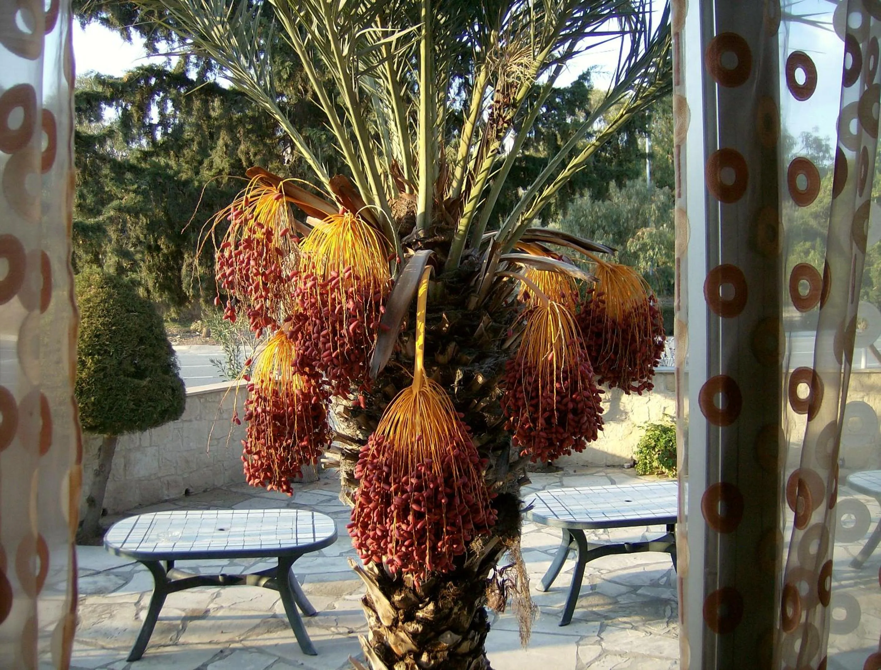 Garden view in Rantzo Holiday Apartments