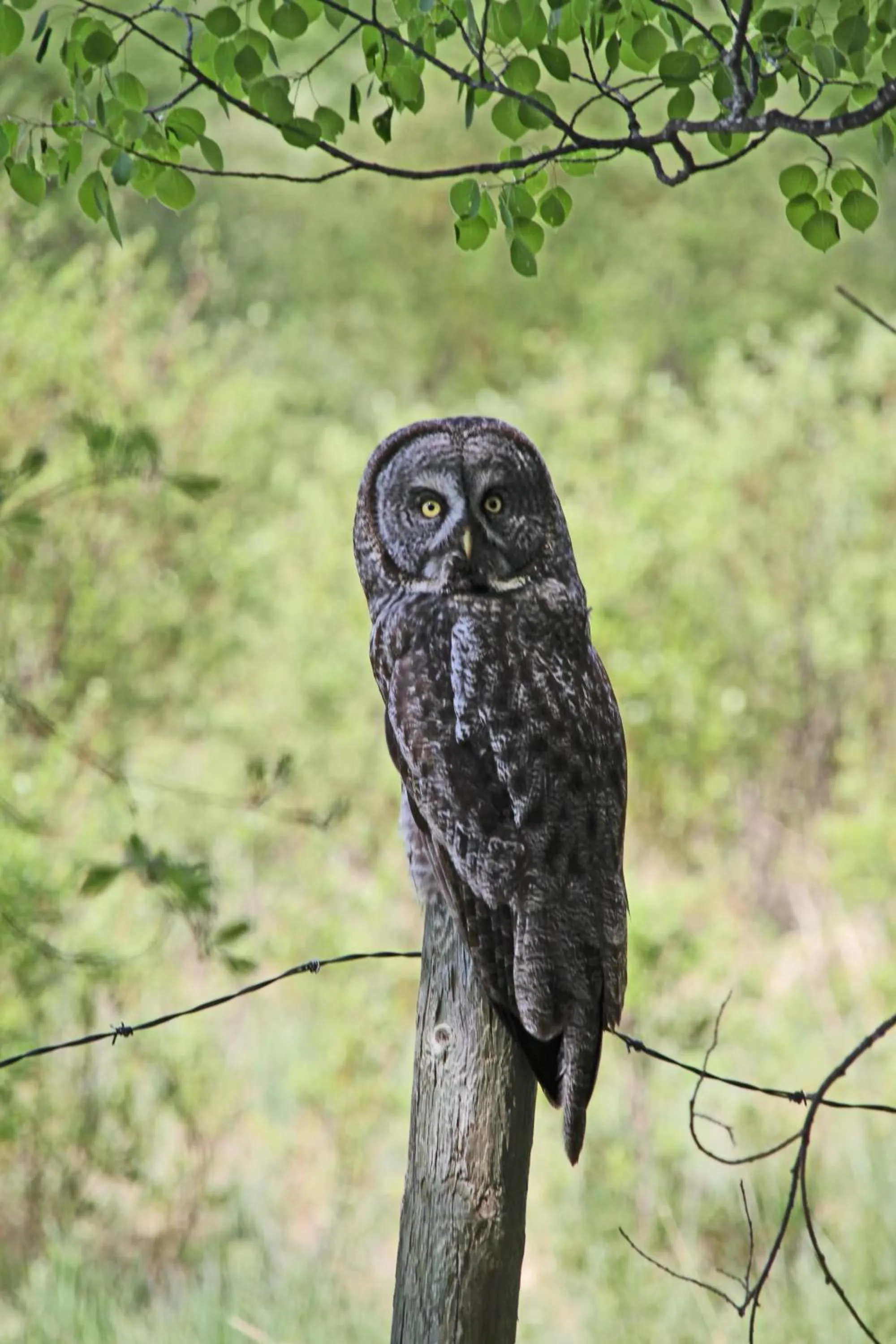 Schott's Lake Conference & Resort