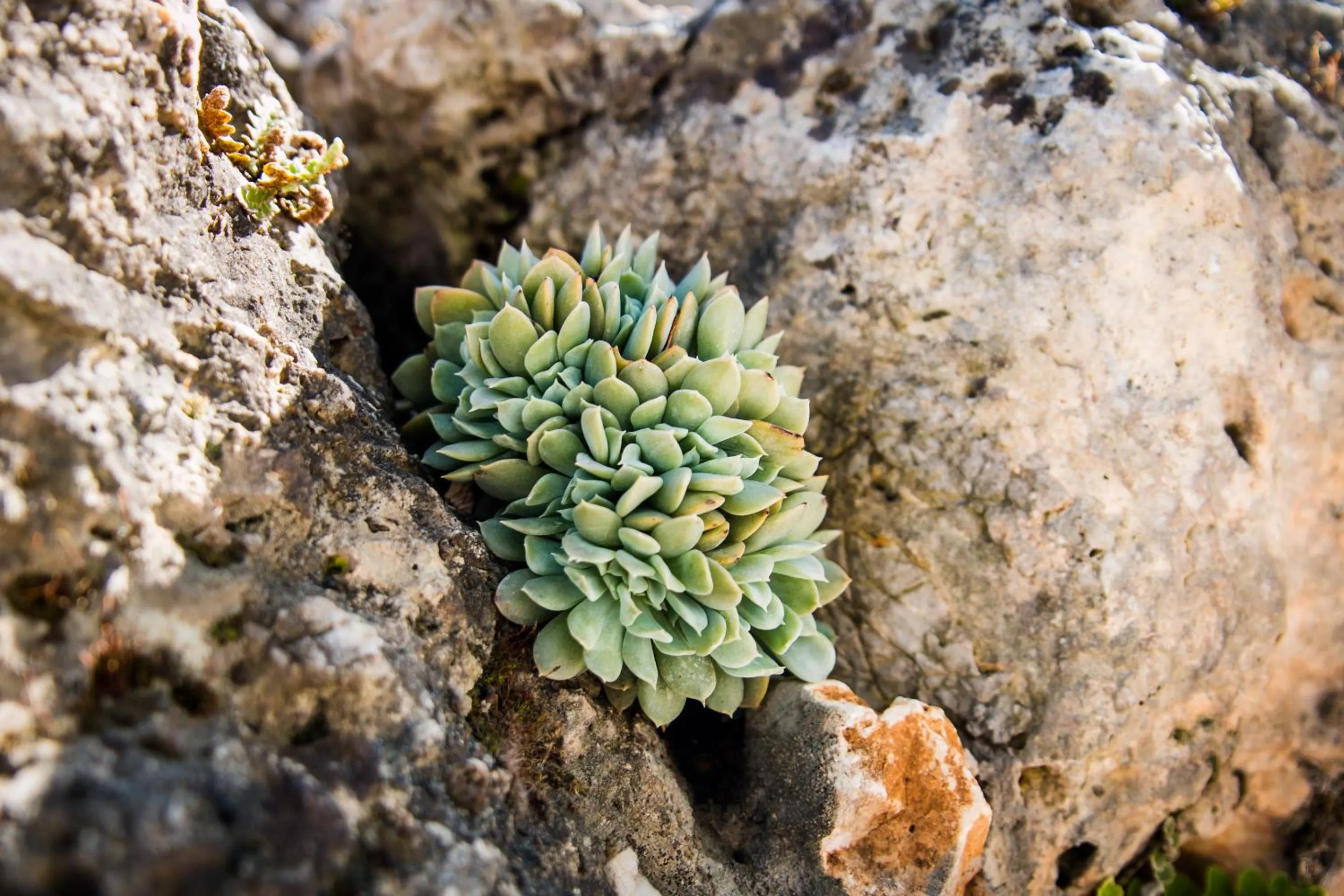 Natural landscape in Residence Verdeluna
