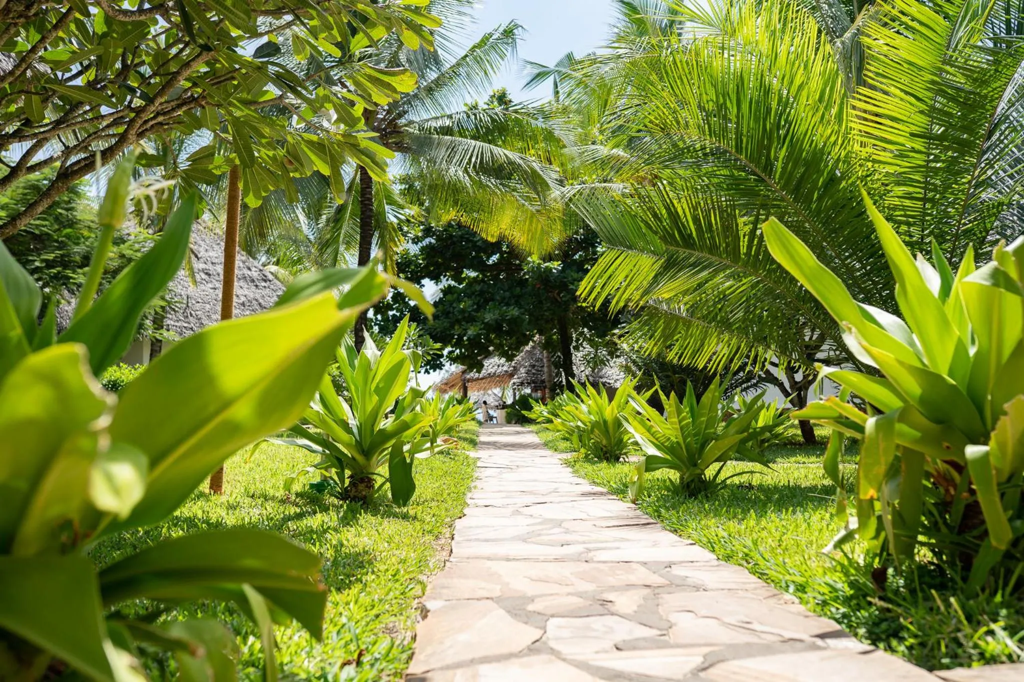 Spring in My Blue Hotel Zanzibar