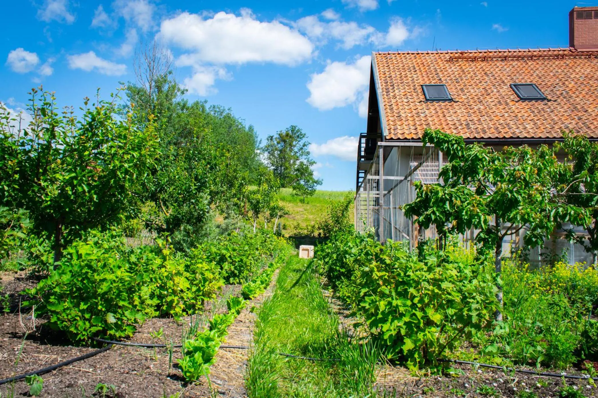 Garden in Folwark Łękuk