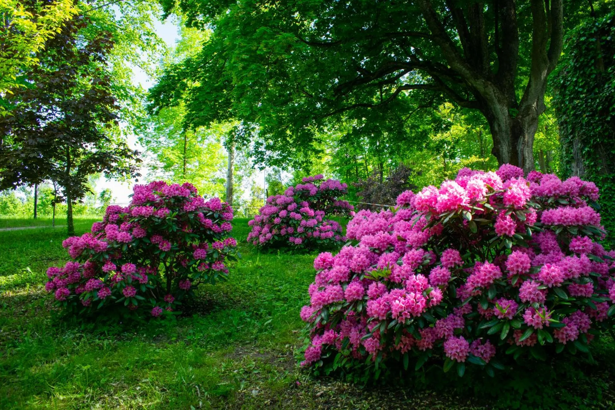 Garden in Folwark Łękuk