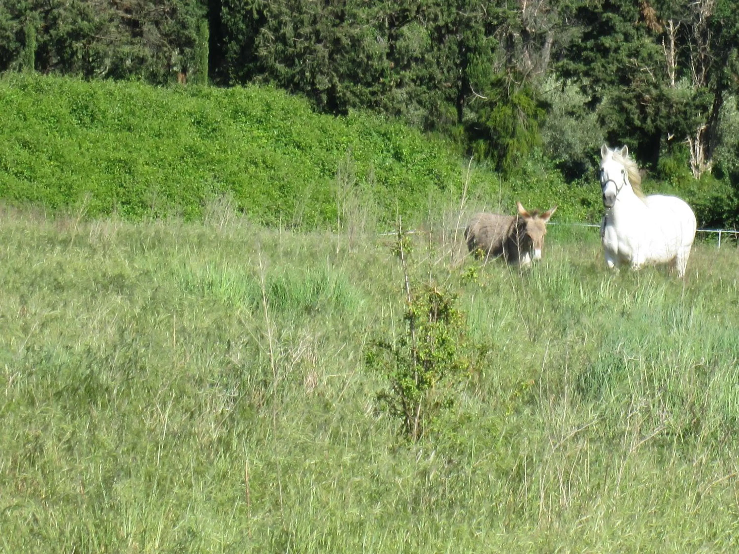 Garden in Les Résidences de Métifiot