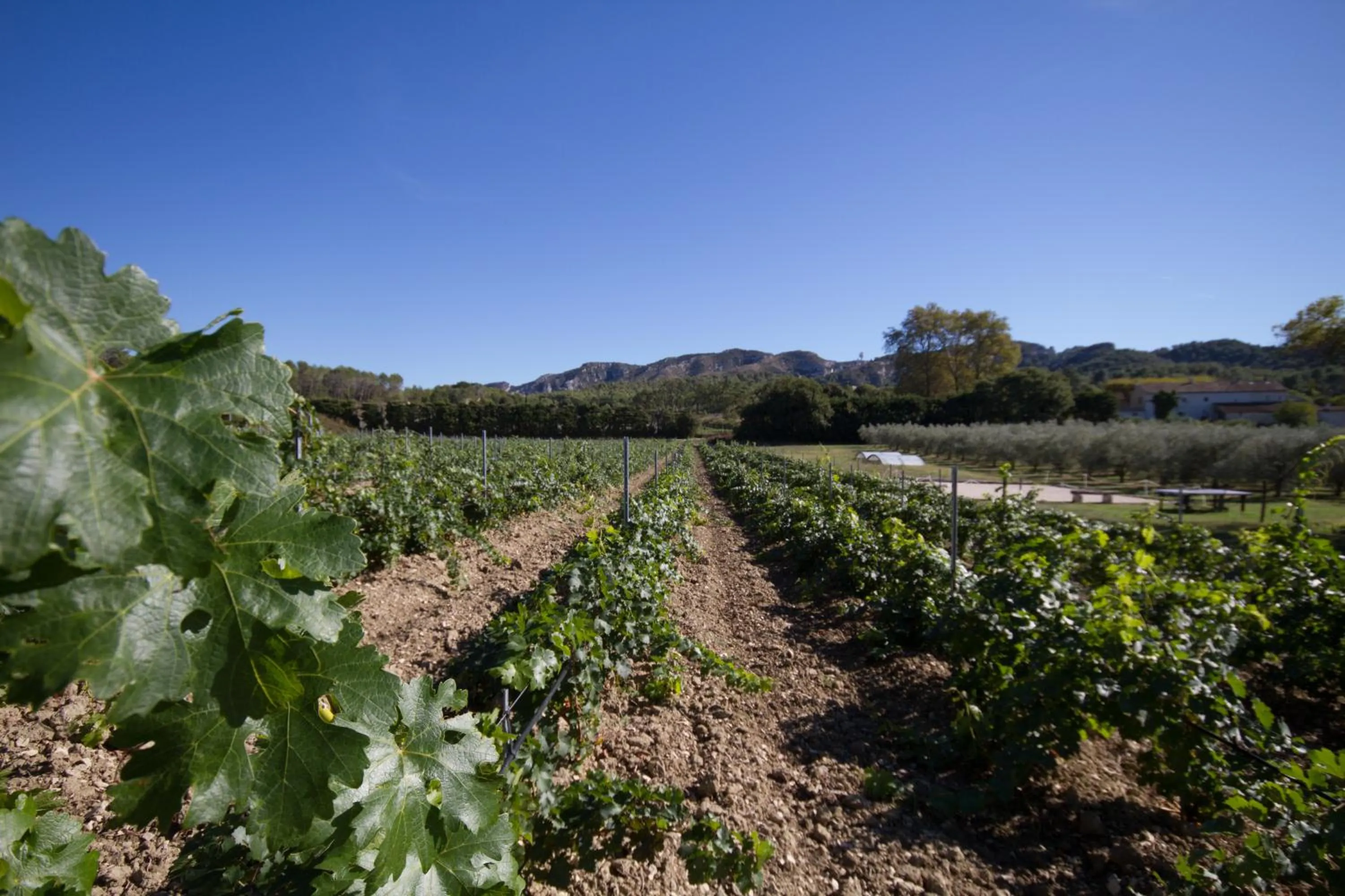 Garden in Les Résidences de Métifiot