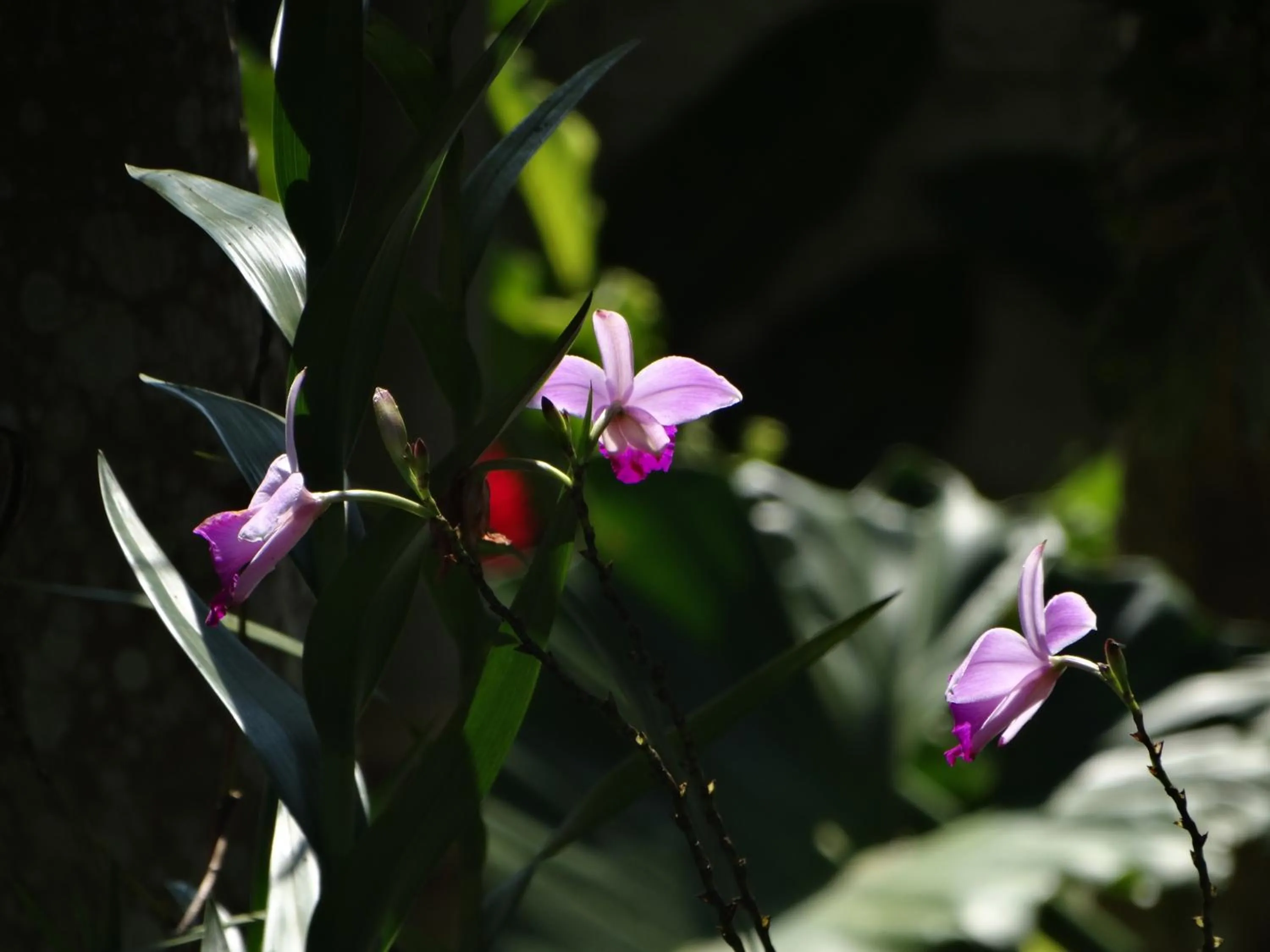 Pousada Recanto das Estrelas