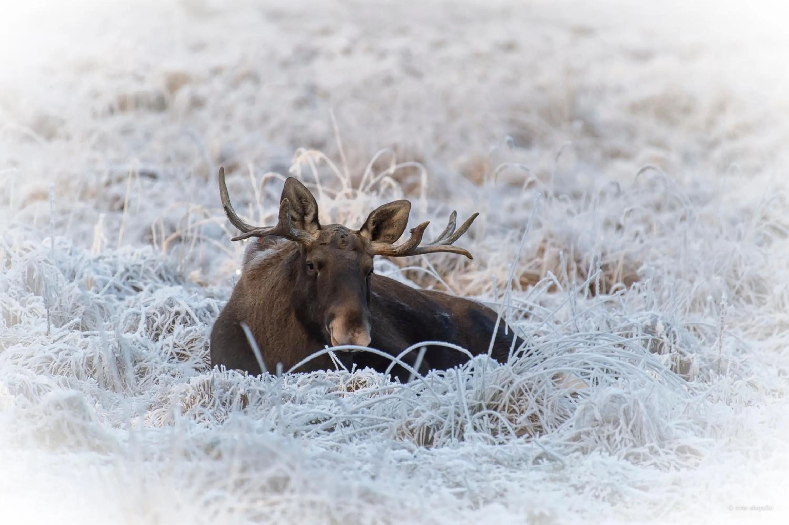 Natural landscape in Hotel Mesikämmen
