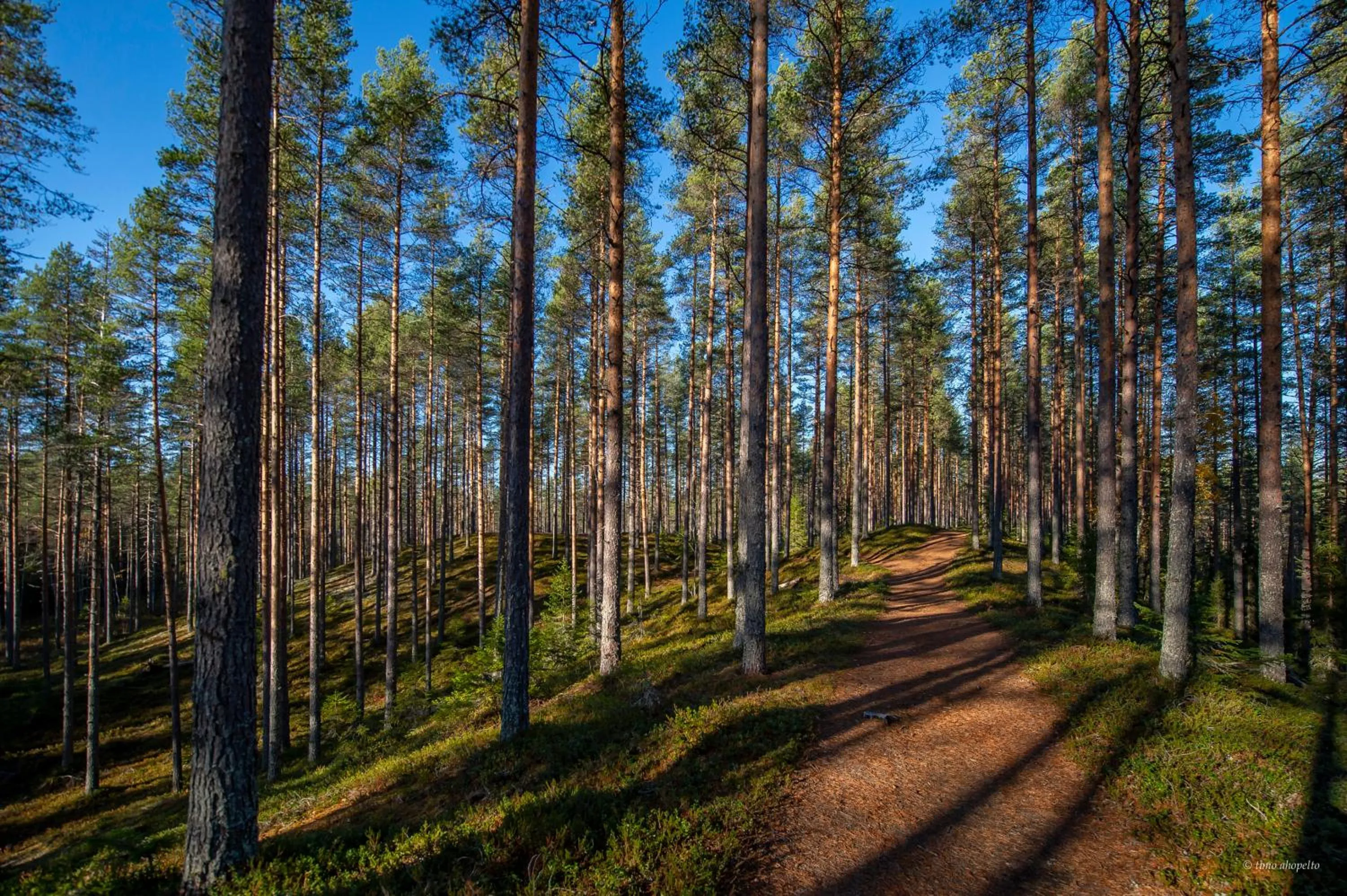 Neighbourhood in Hotel Mesikämmen