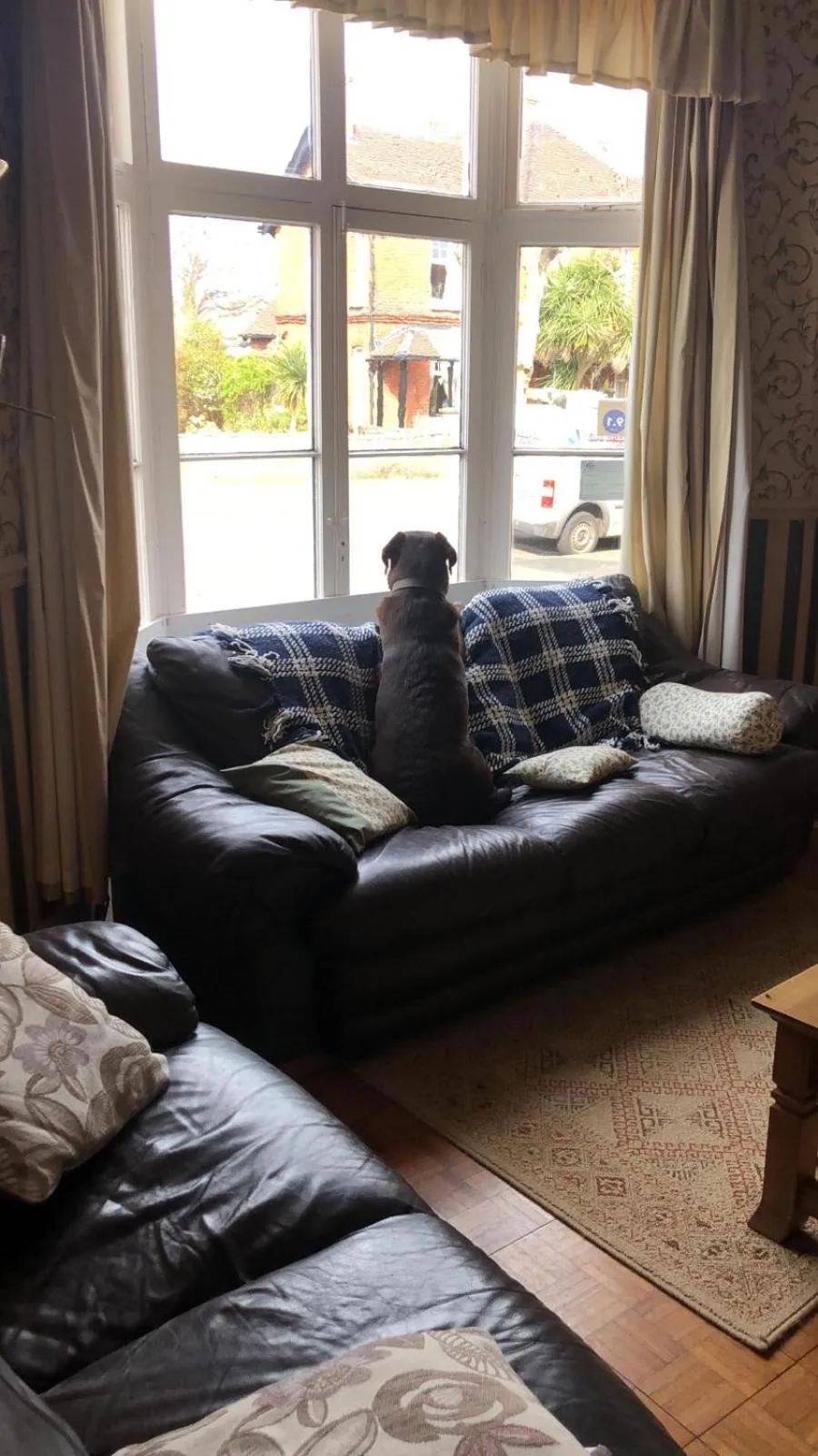 Pets in The Fernside