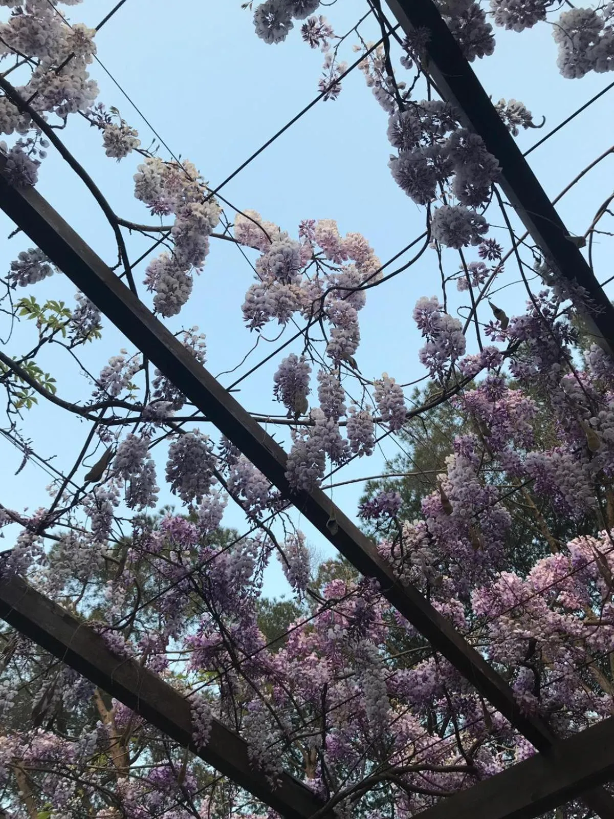 Garden in B&B Villa Rosanna