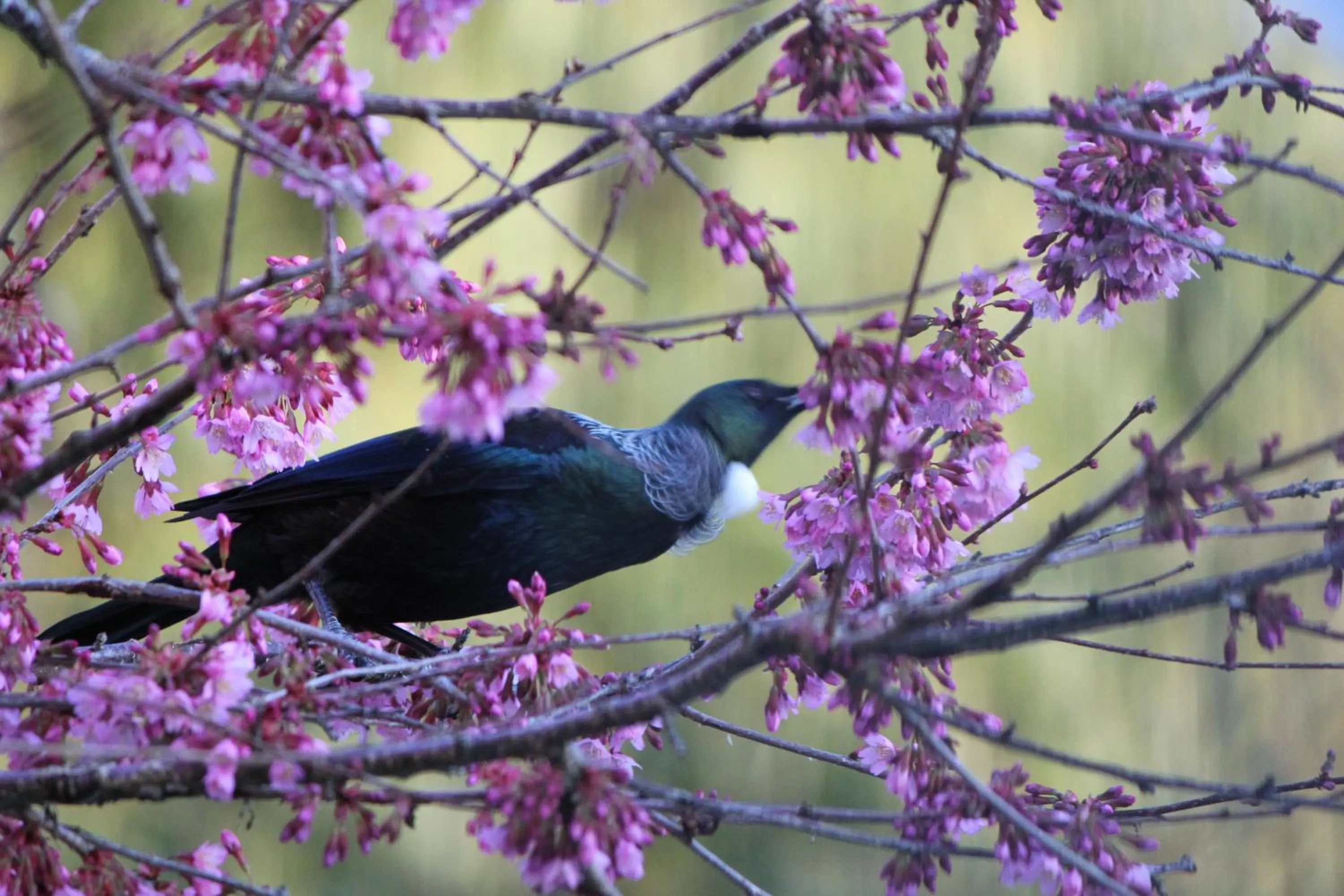 Day in Invercargill Holiday Park & Motels