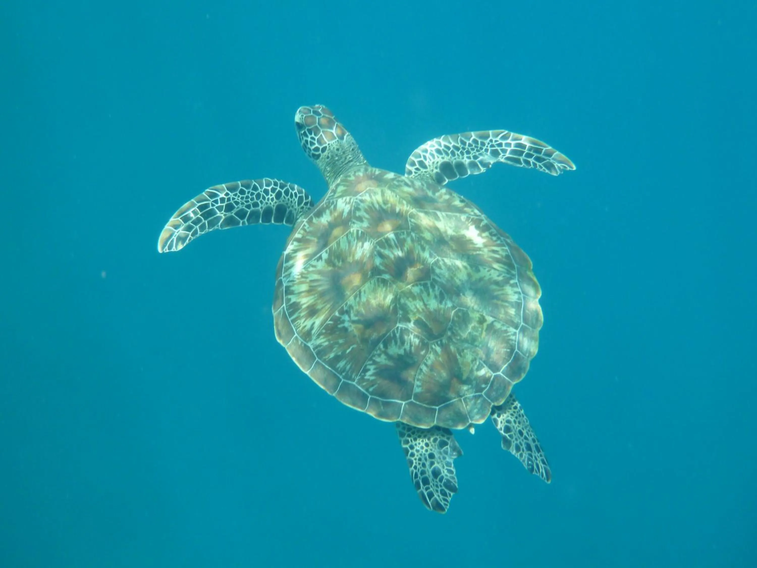Snorkeling in MAHAMAYA Gili Meno
