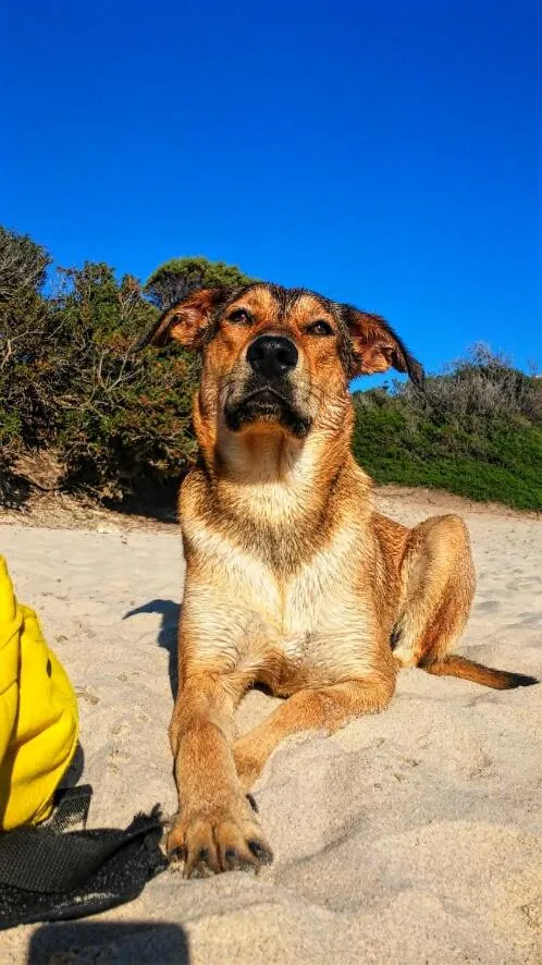 Animals in casa Namaste