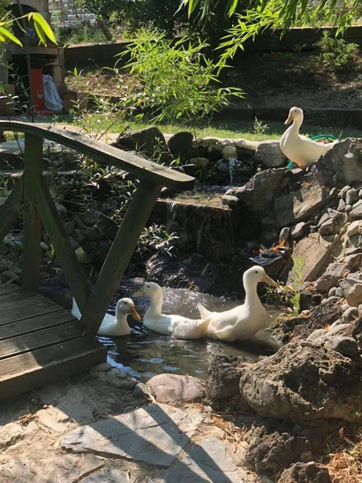 Property building in Castle Nolana