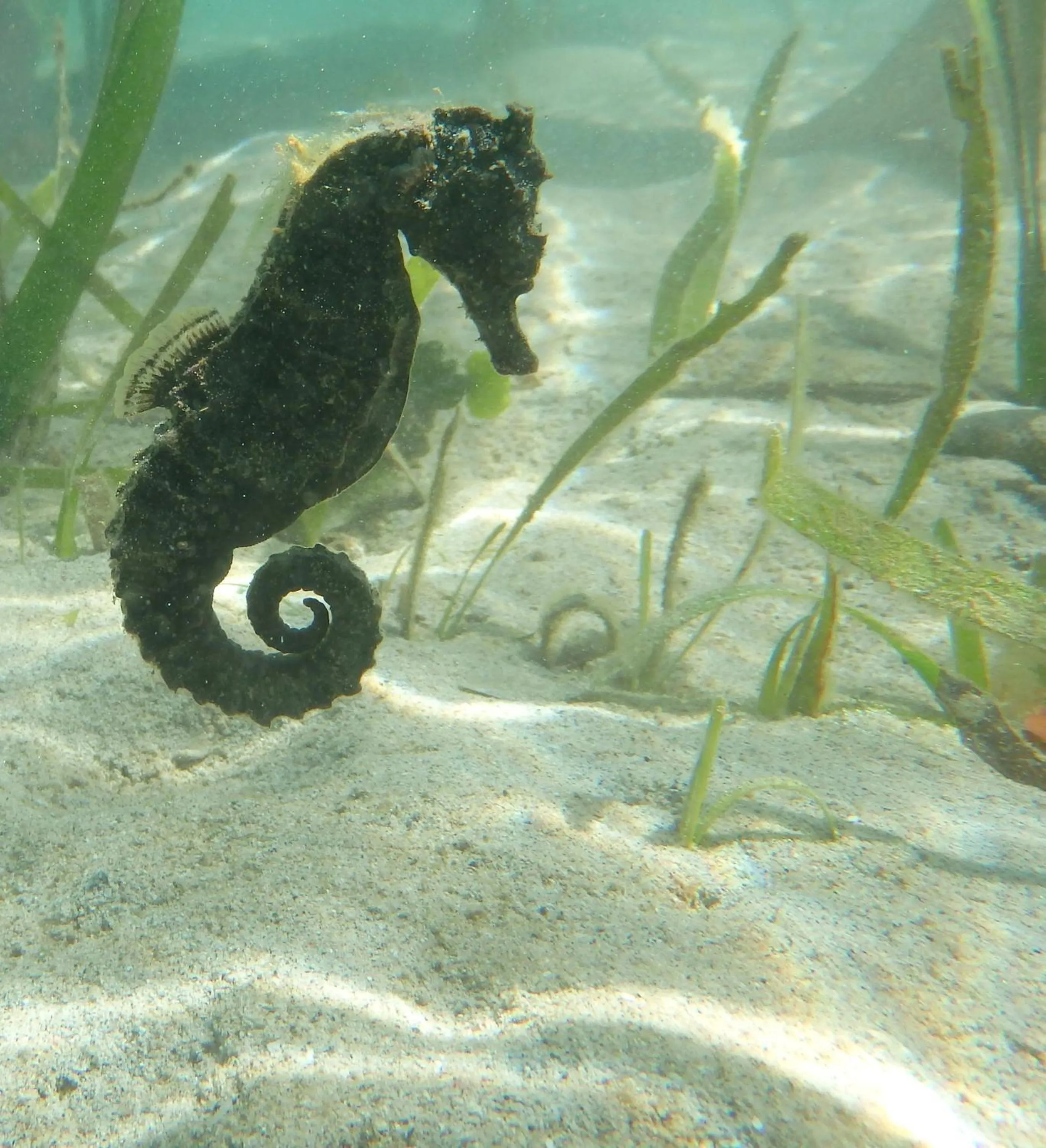 Snorkeling in The High Dive Gili Gede by Ultimate Resorts