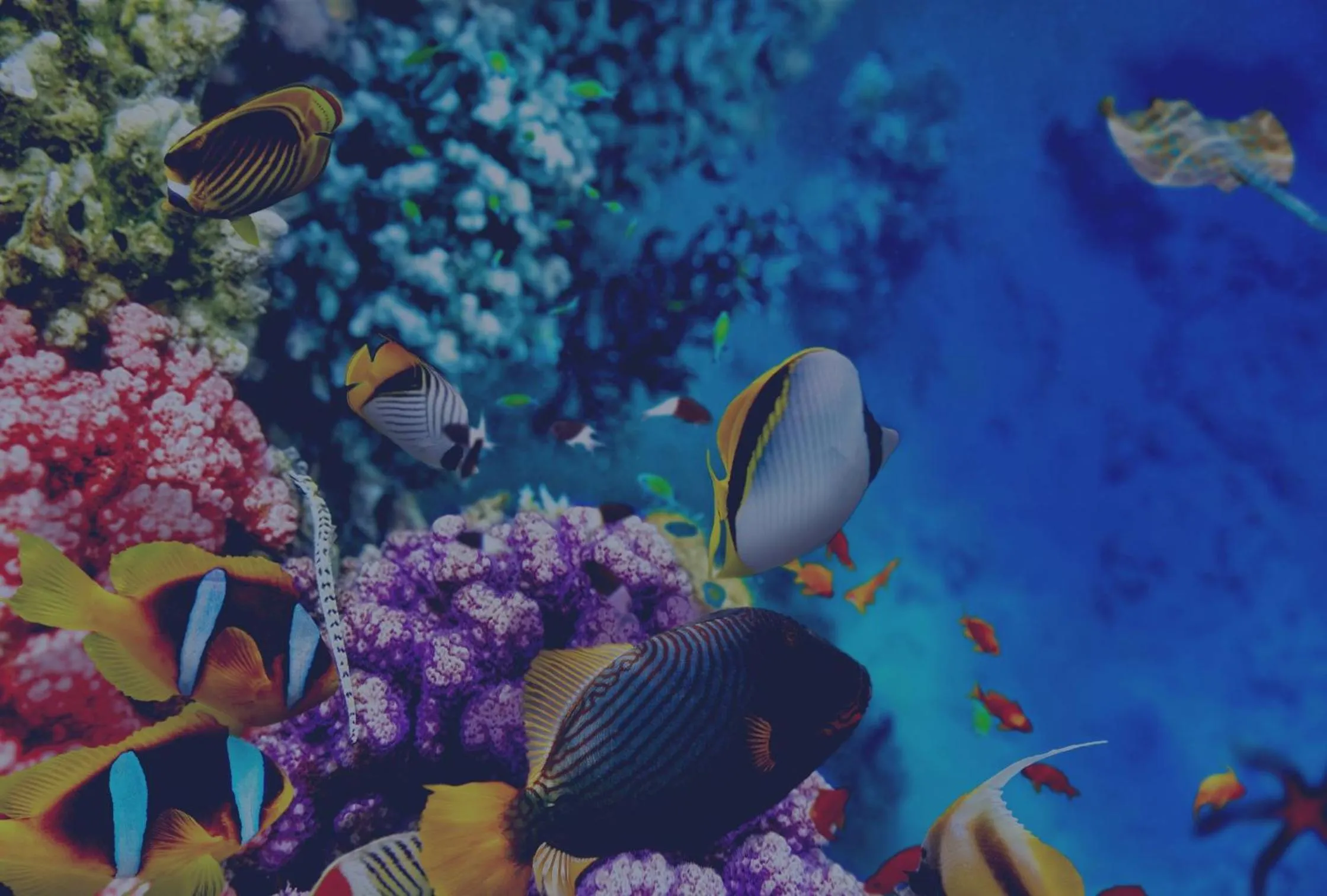 Snorkeling in The High Dive Gili Gede by Ultimate Resorts