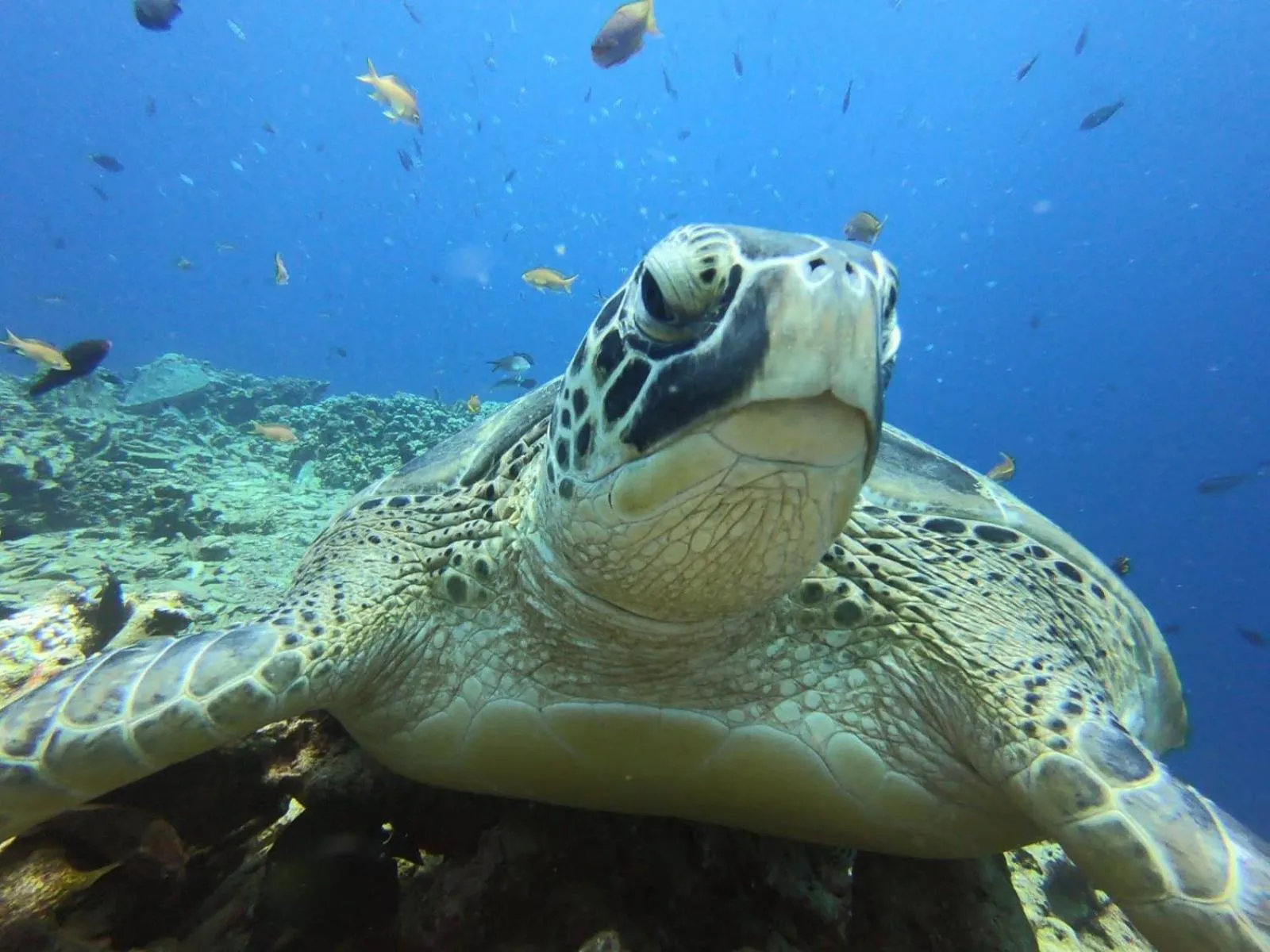 Snorkeling in The High Dive Gili Gede by Ultimate Resorts