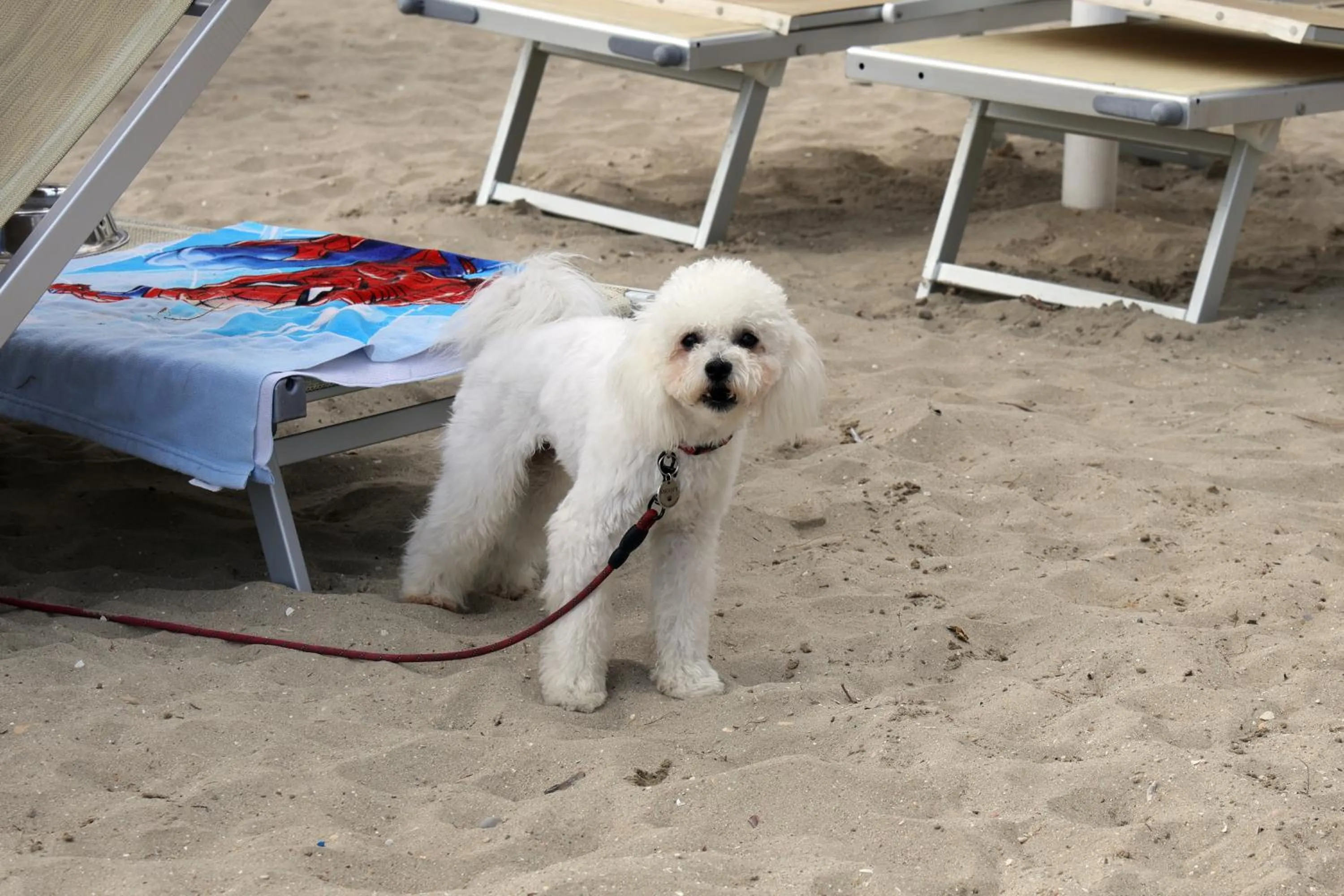 Pets in Residence I Delfini