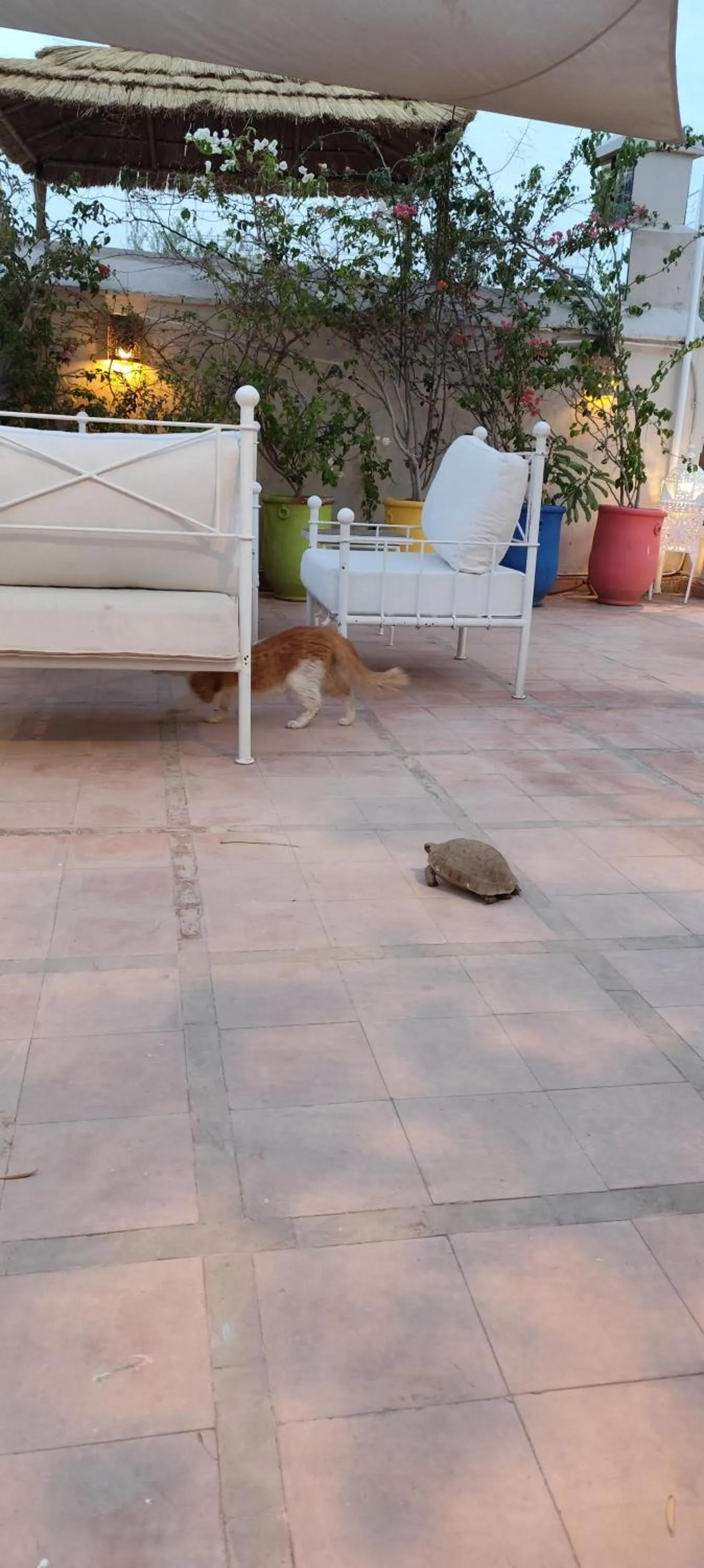 Balcony/Terrace in Riad Dar Saad - Hammam & Spa