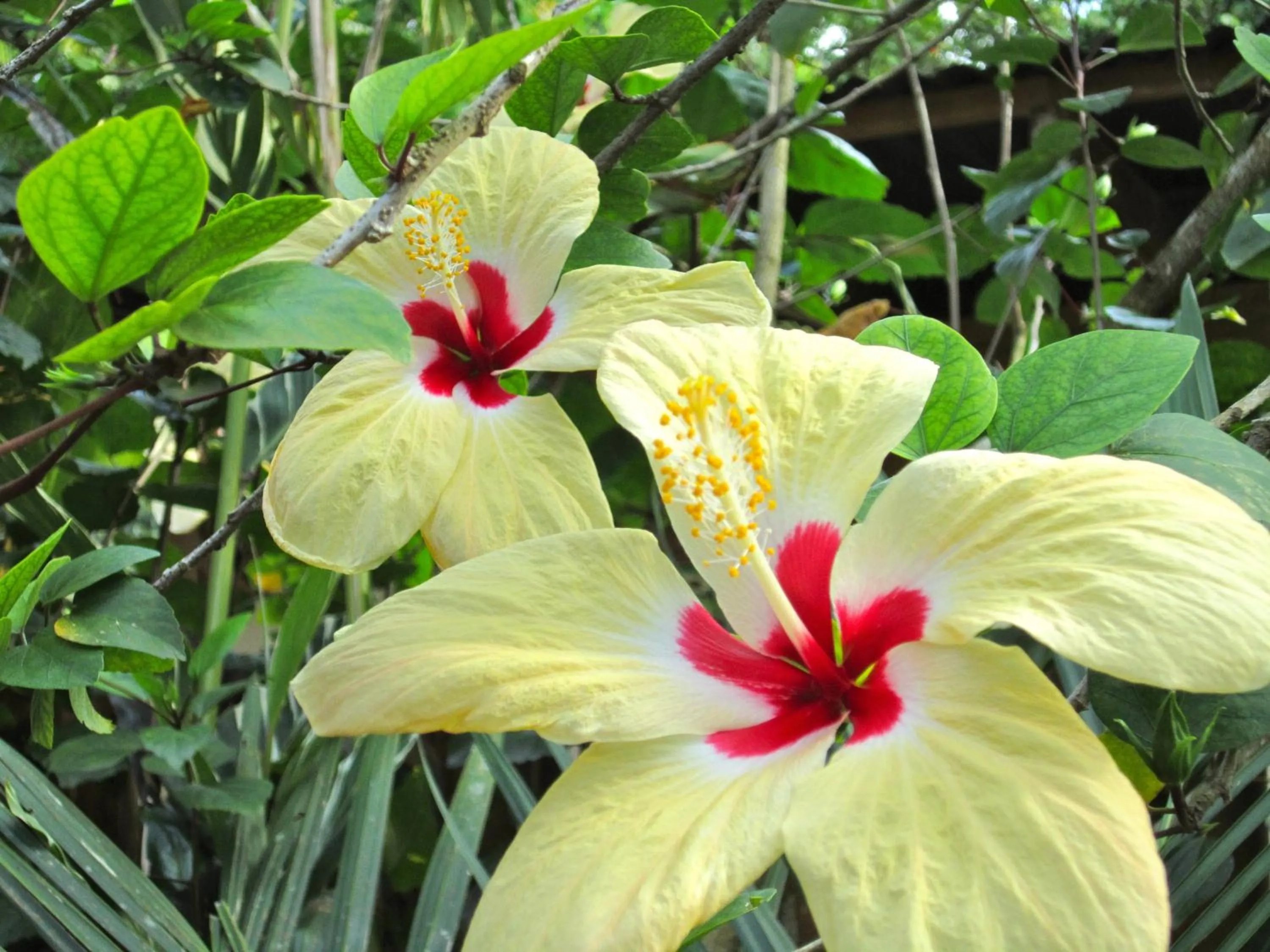 Garden in Physis Caribbean Bed & Breakfast