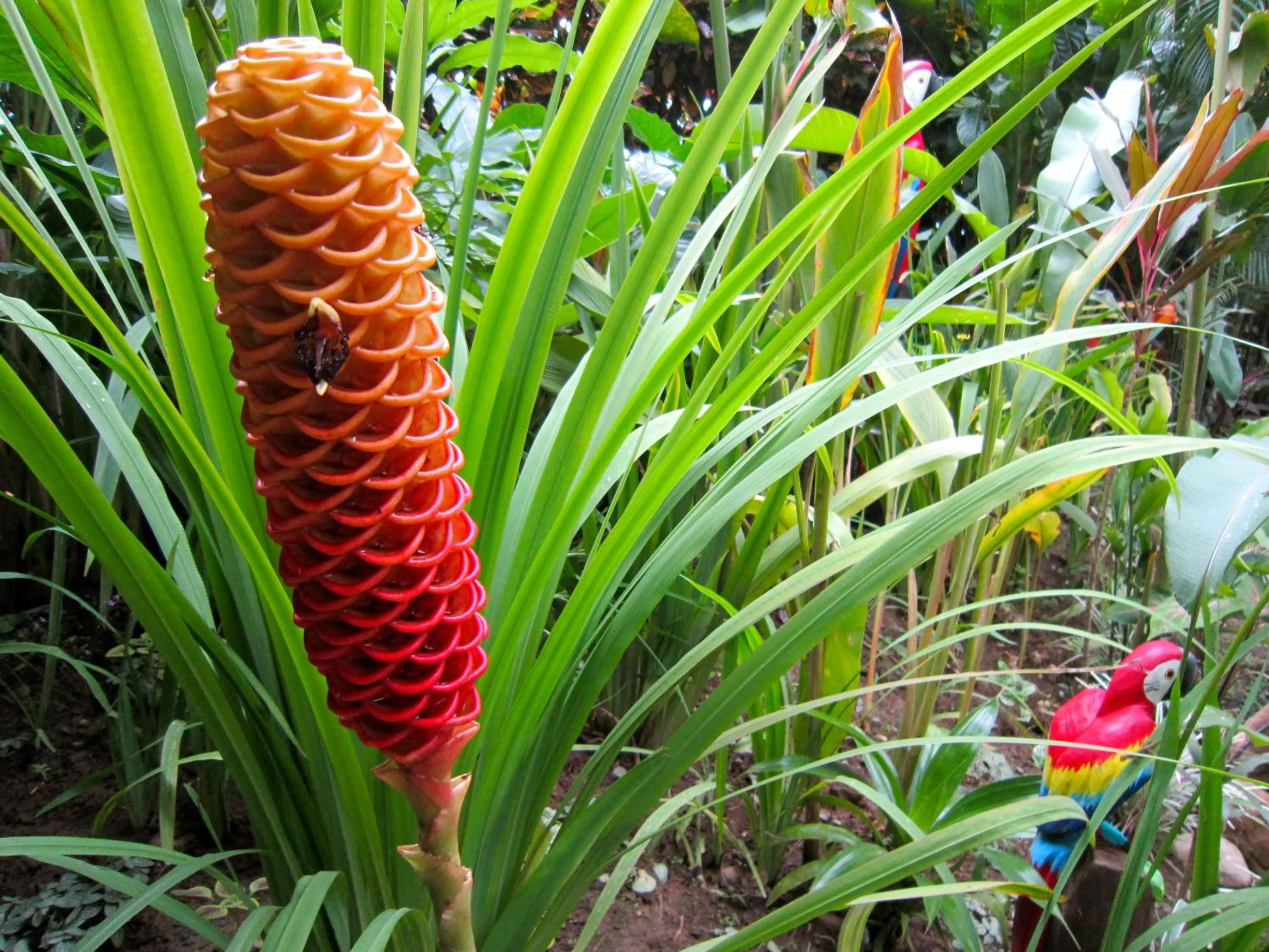 Garden in Physis Caribbean Bed & Breakfast