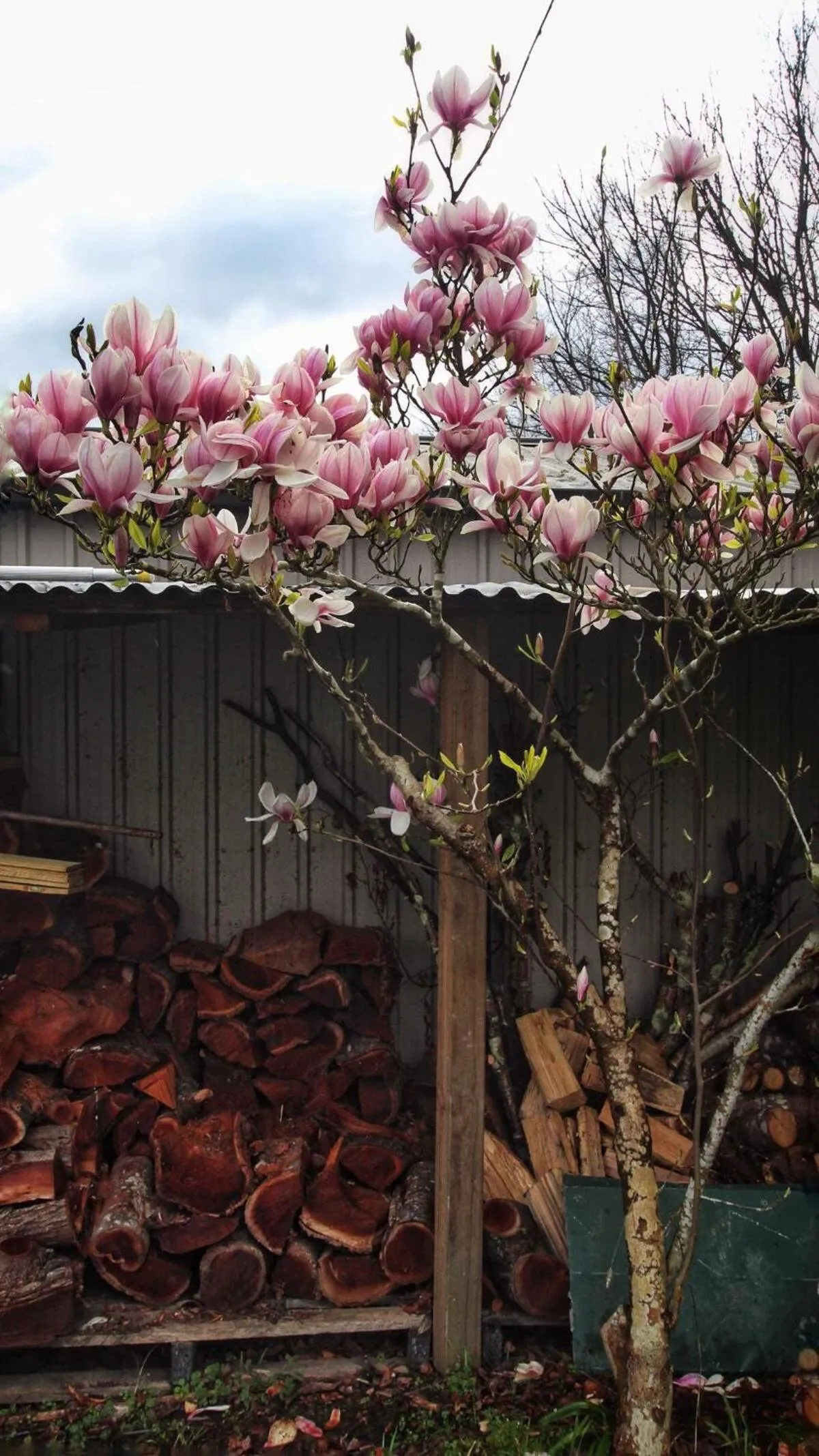 Spring in Green Gables B&B Waterfront Apartment or Garden Studio