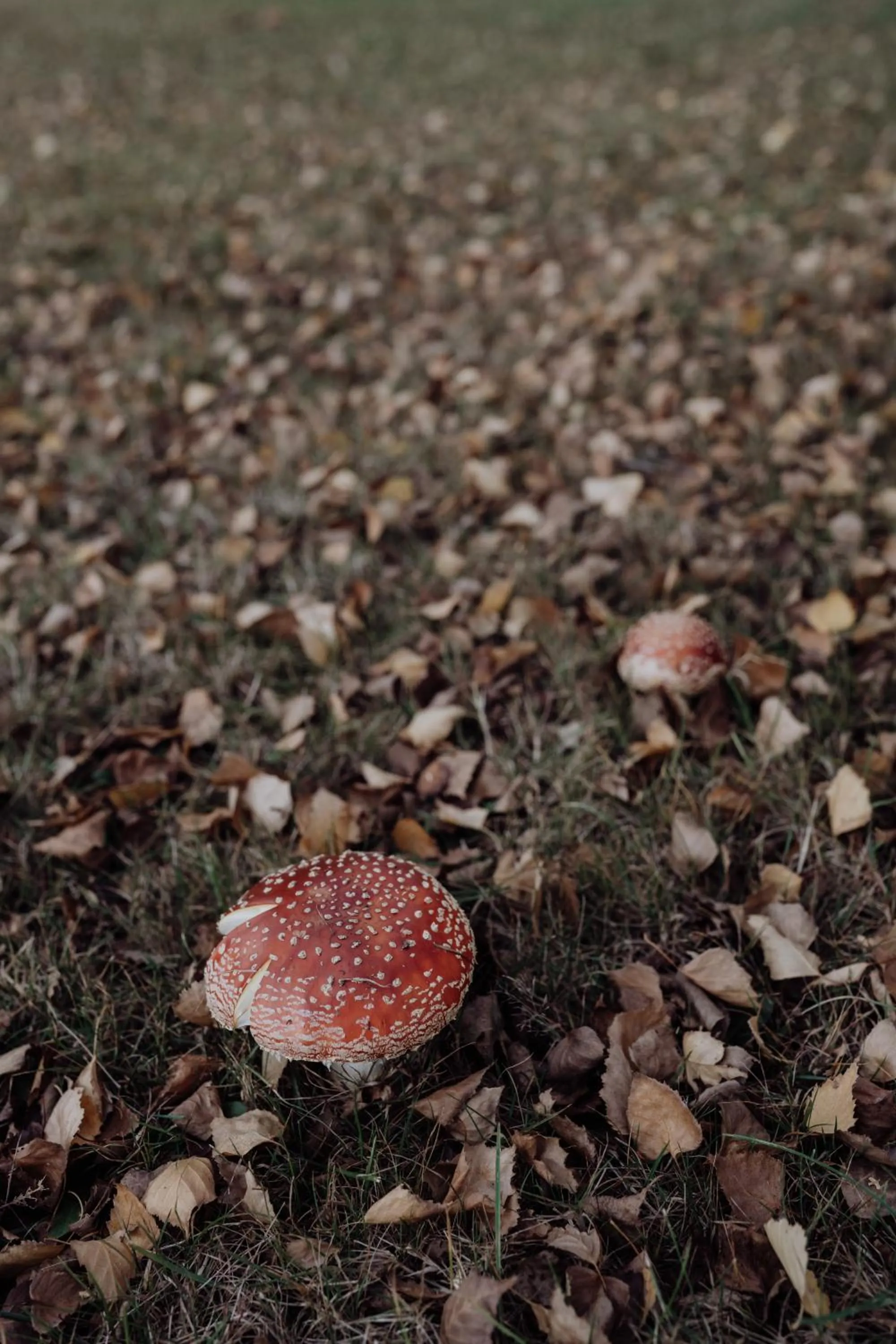 Garden in Green Gables B&B Waterfront Apartment or Garden Studio