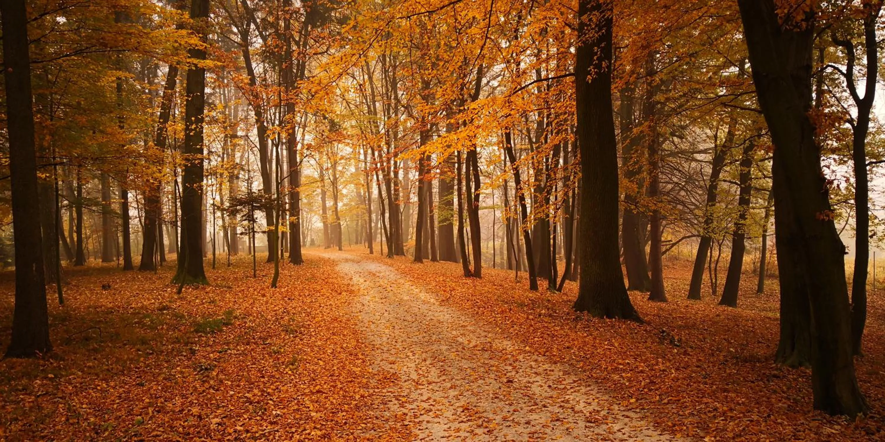 Other in Dwór Sieraków