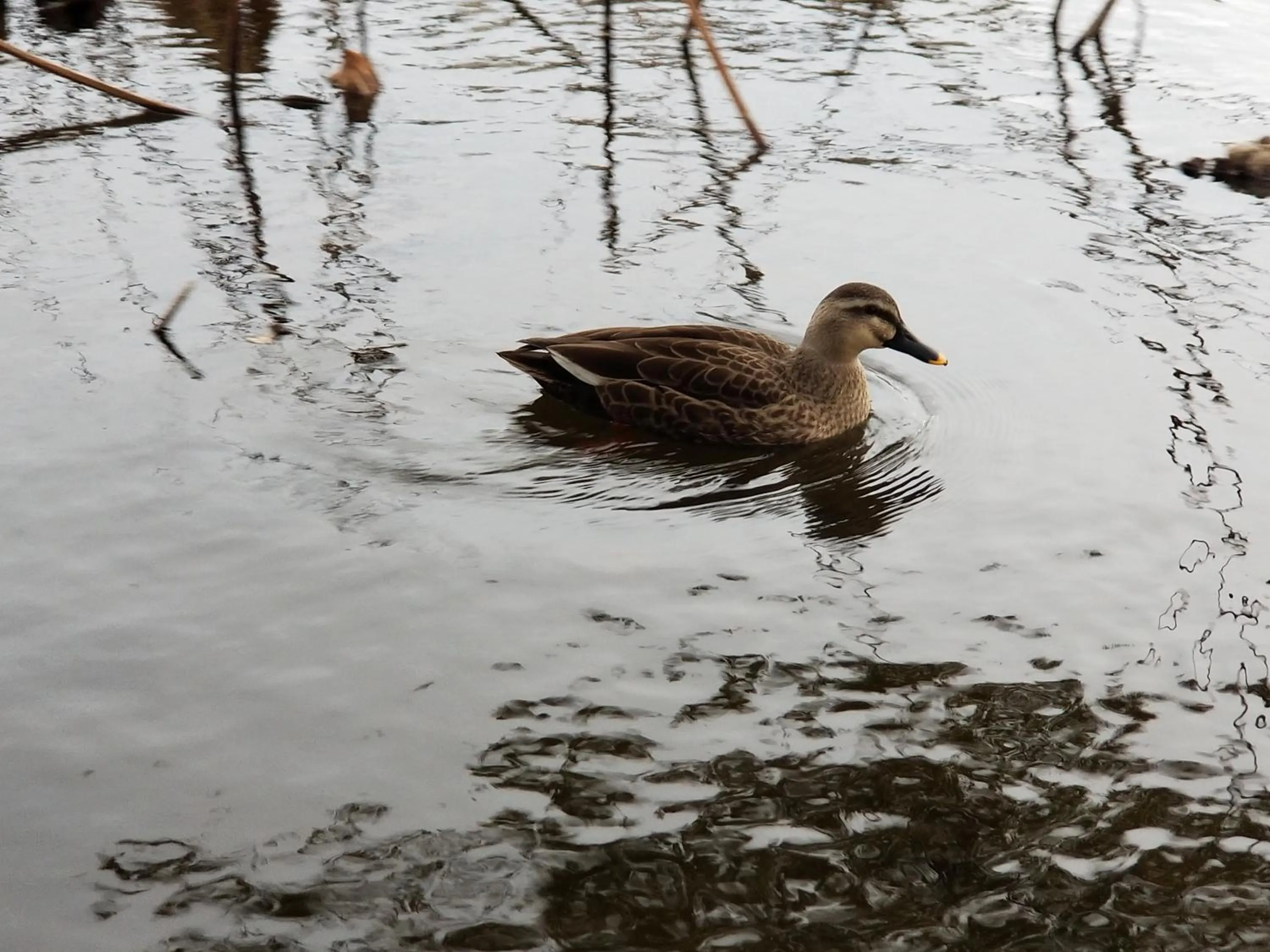 Natural landscape in EMS Enoshima クラシックゲストハウス 寝室は個室 犬OK