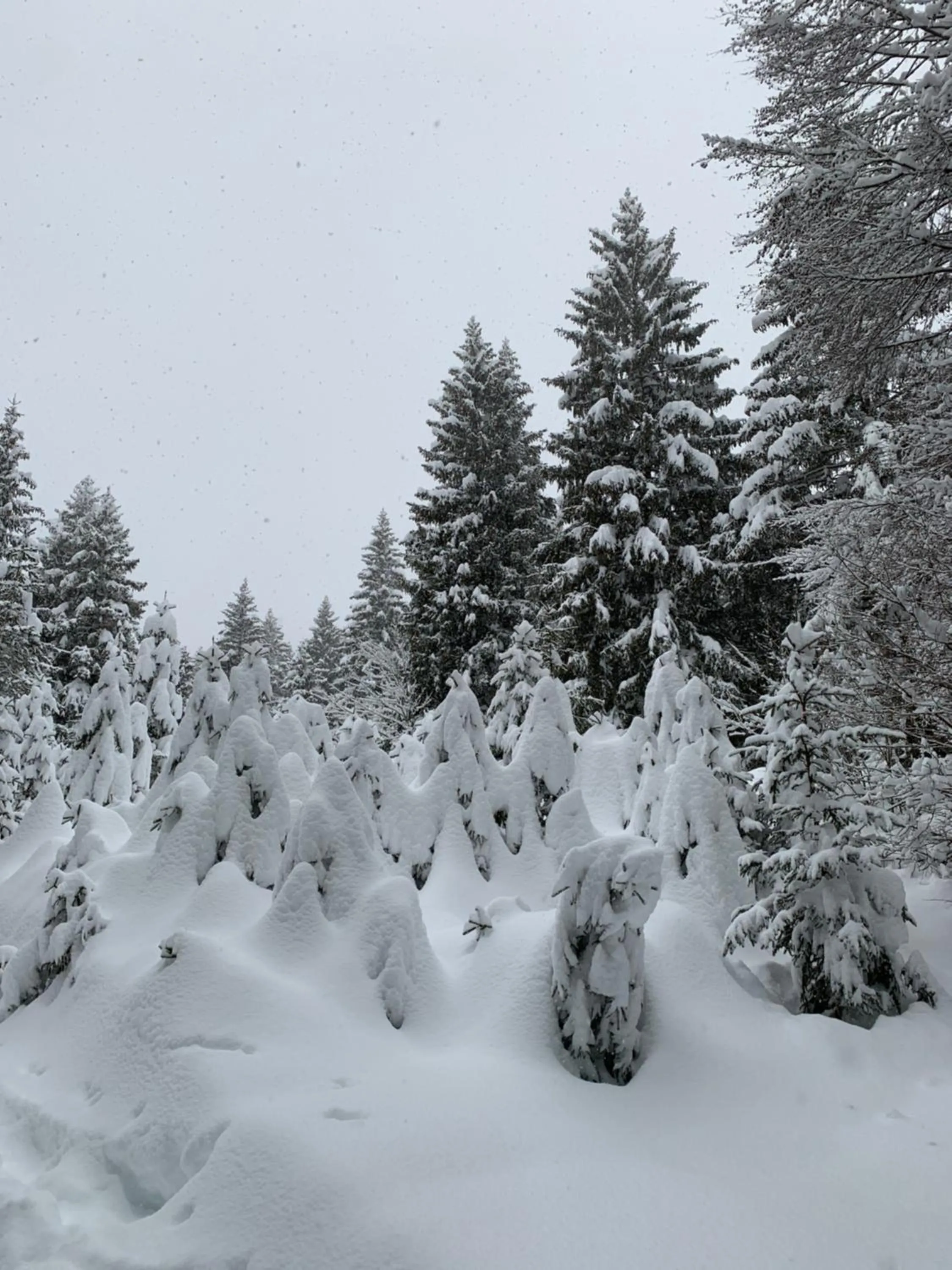 Winter in Hotel Piccola Baita