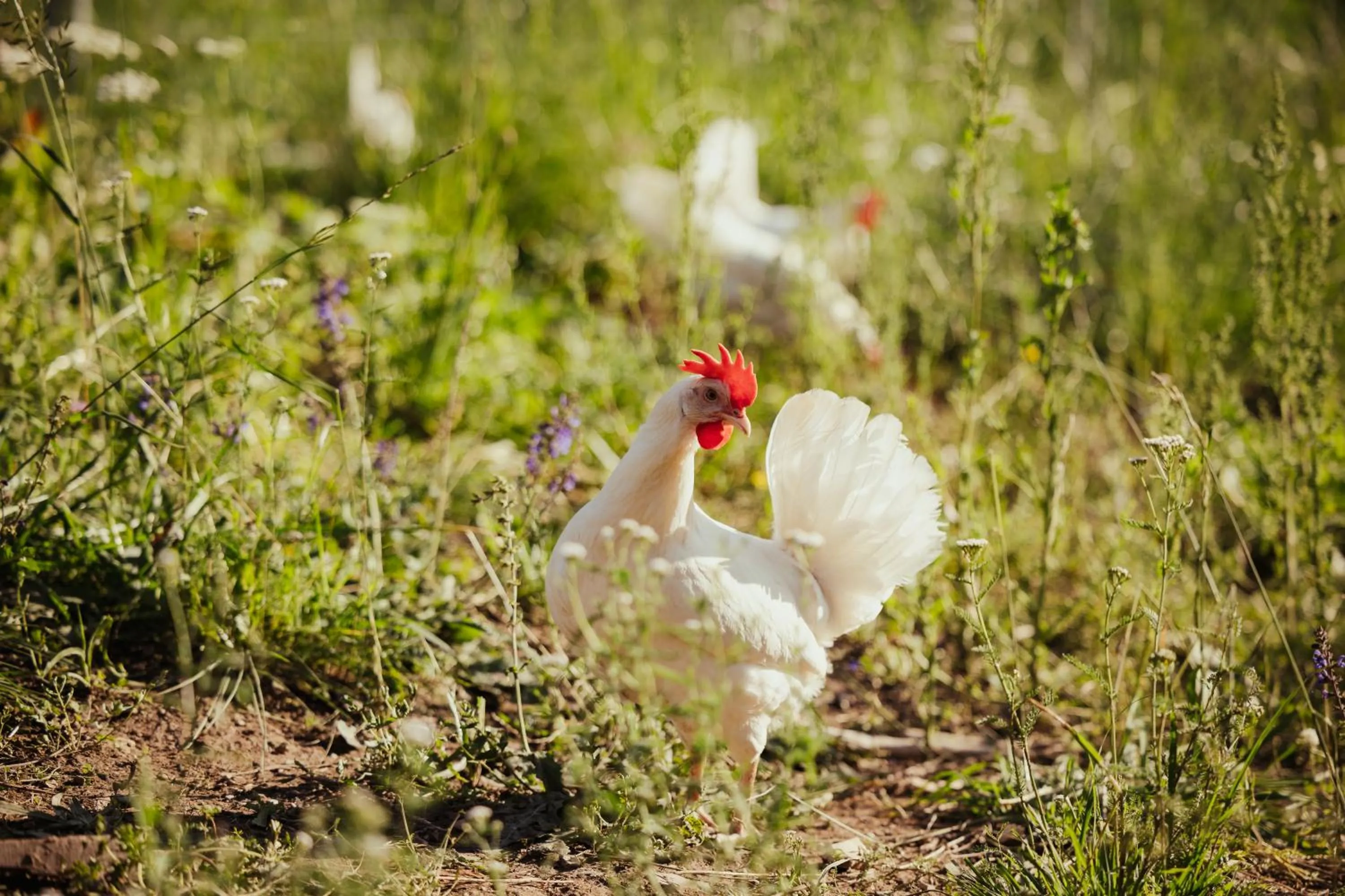 Garden in Hotel Mareo Dolomites