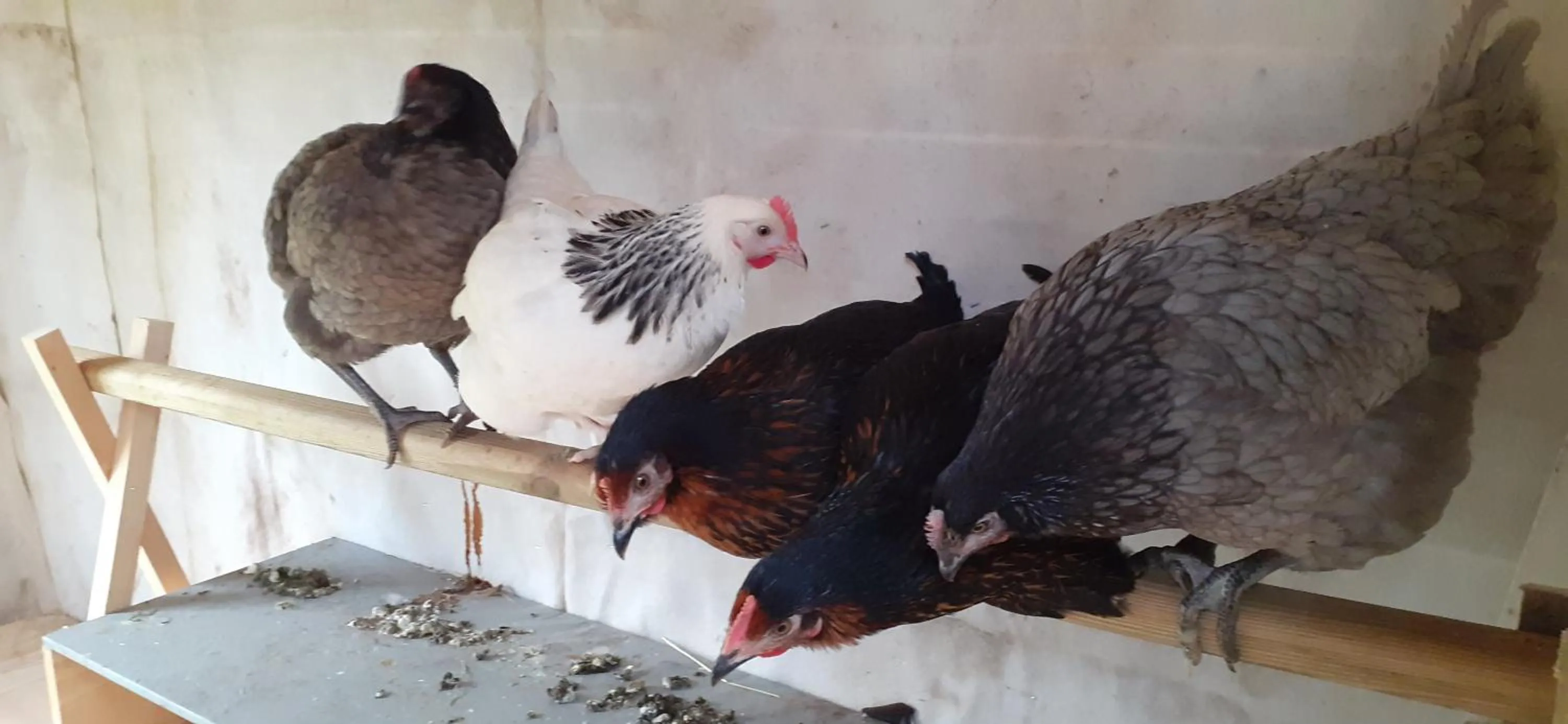 Animals in Les chambres du Ladoux