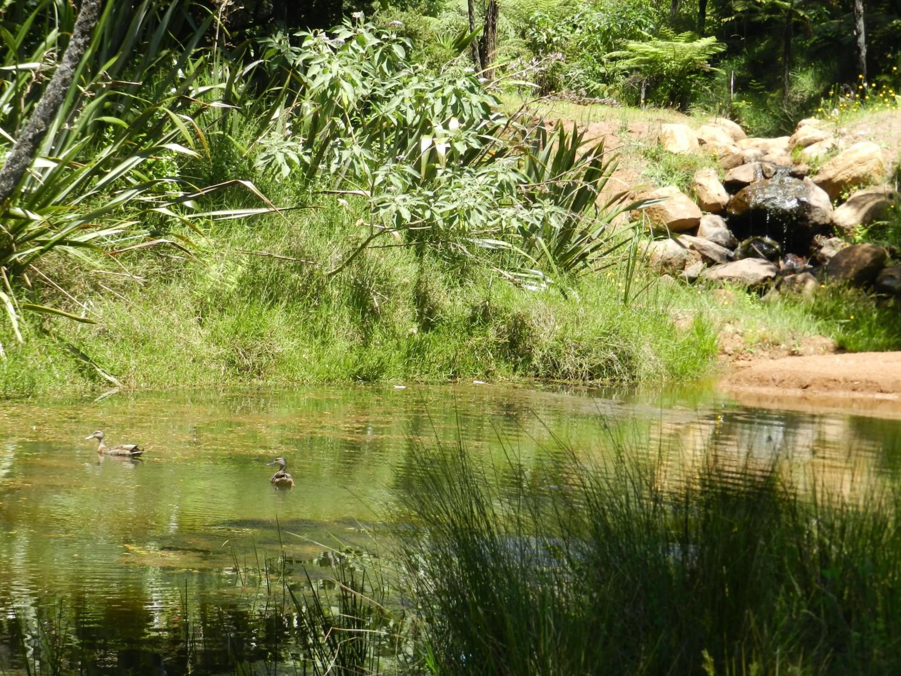 Natural landscape in Puketotara Lodge