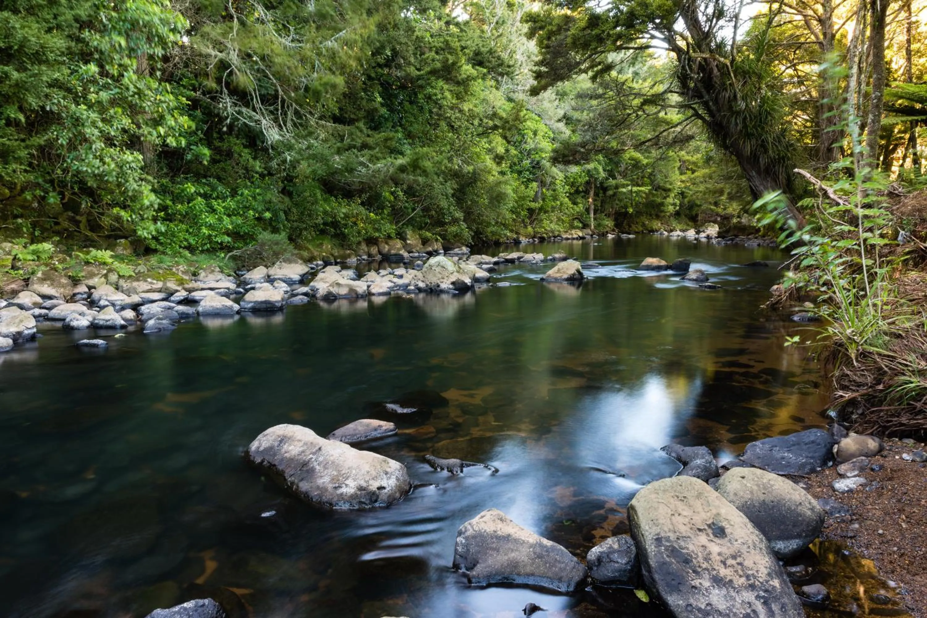 Natural landscape in Puketotara Lodge