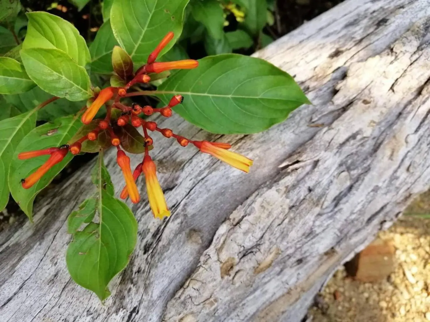 Wang Jai Kwang Space Inn