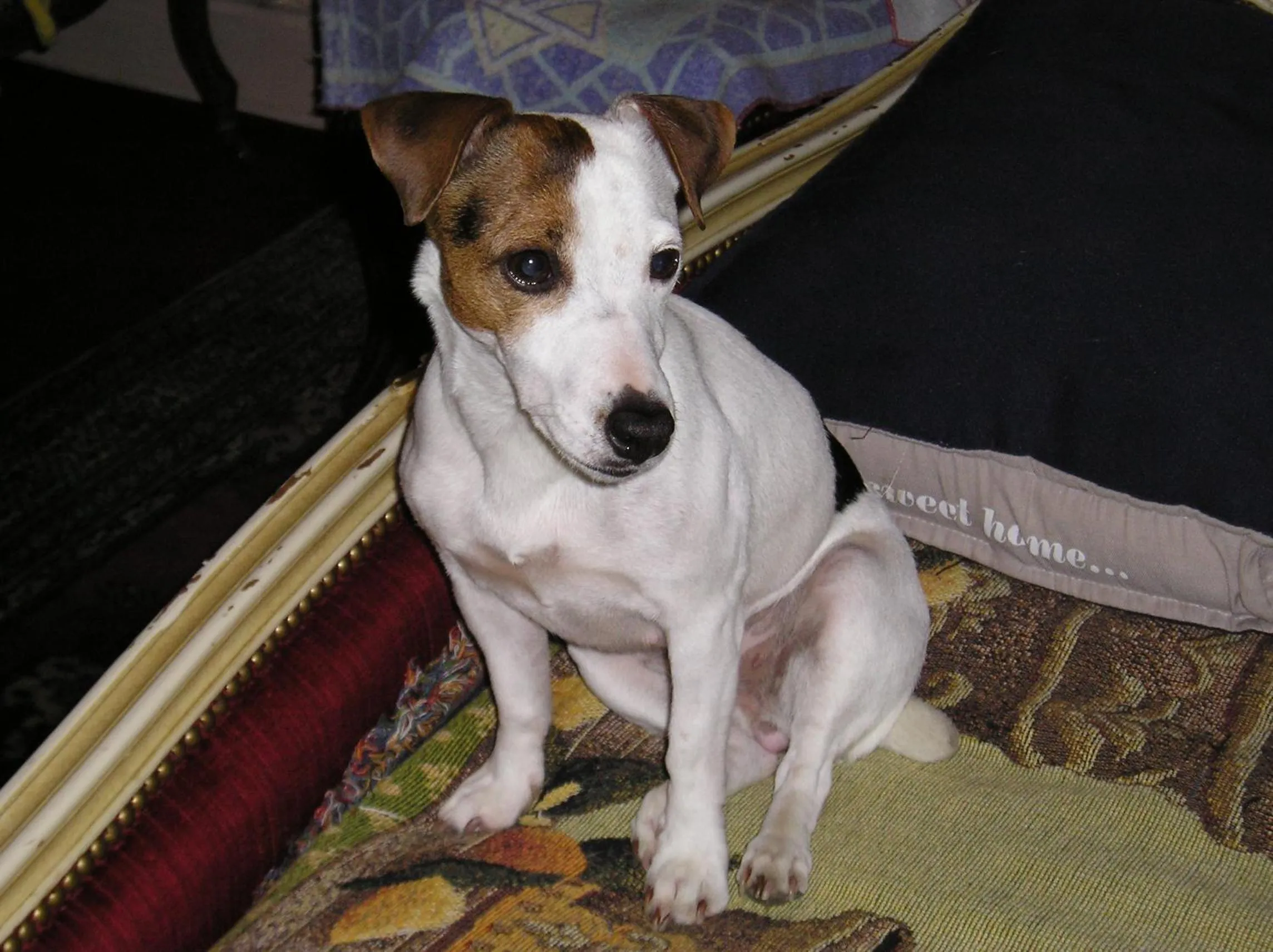 Pets in Hotel du Commerce et de Navarre