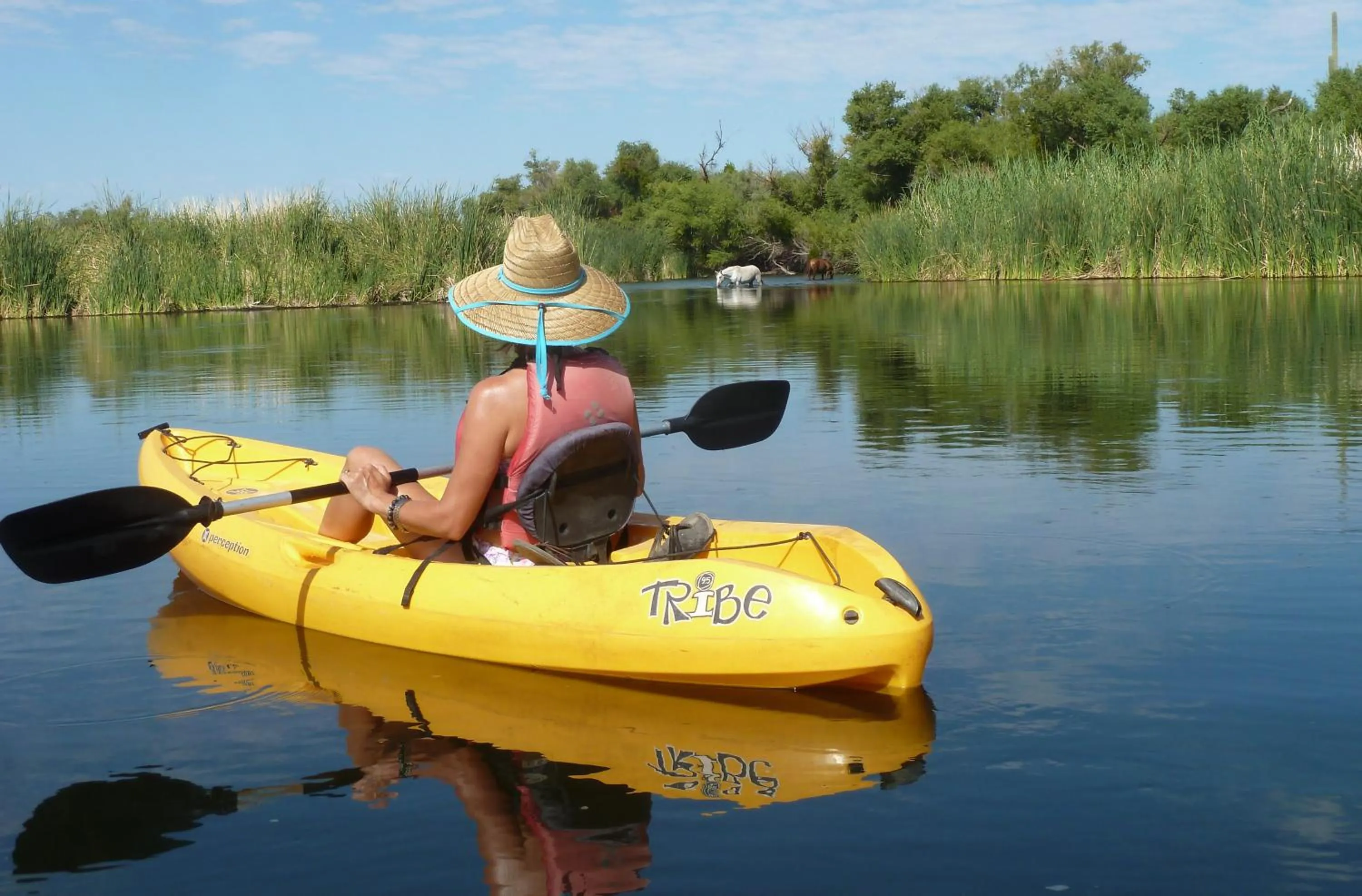 Canoeing in Saguaro Lake Ranch