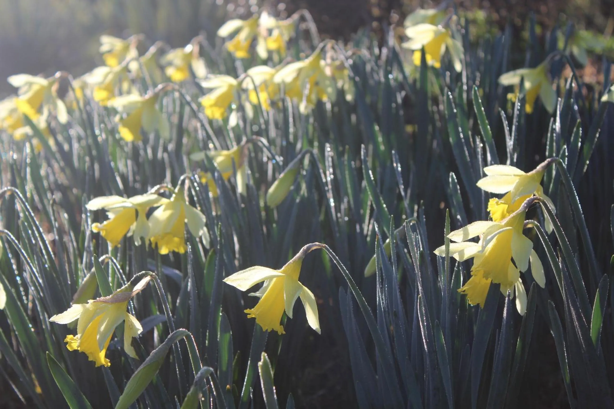 Garden in The Summit Lodge