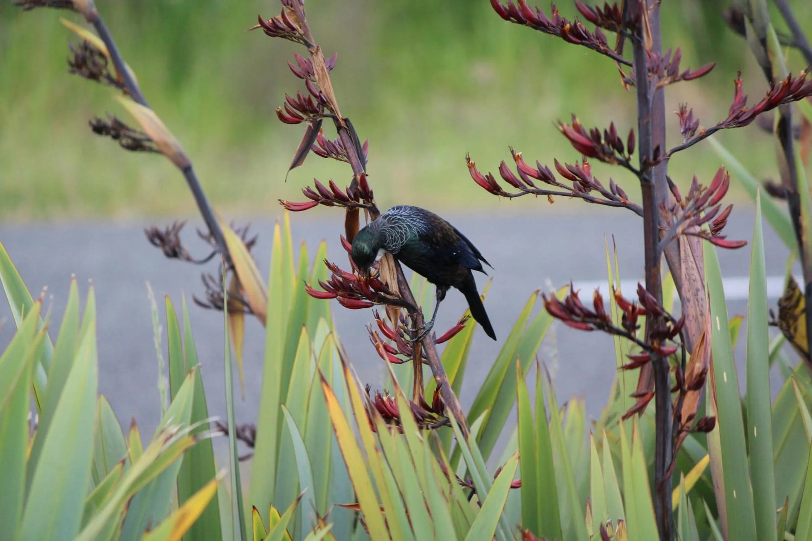 Garden in The Summit Lodge