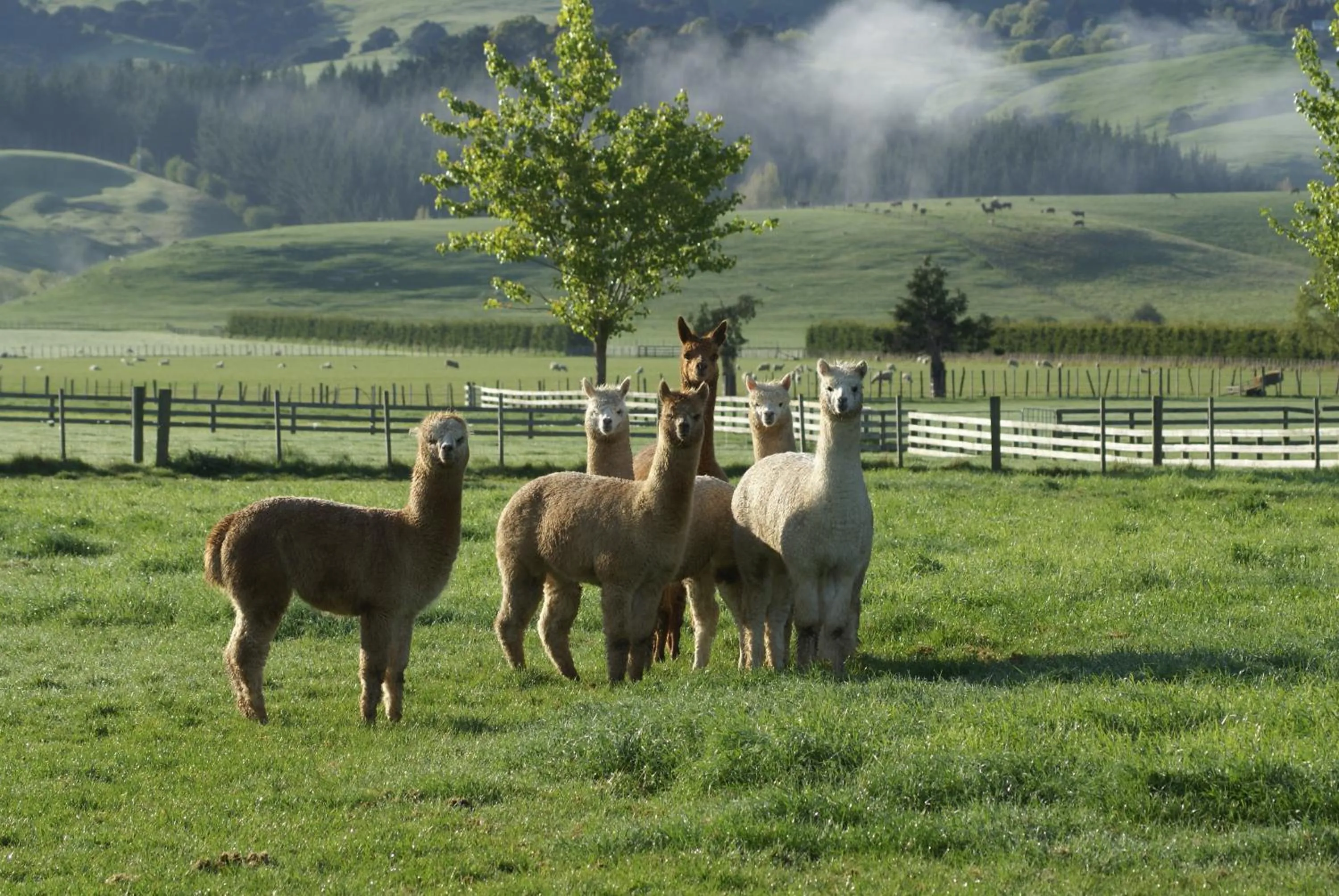 Animals in The Summit Lodge