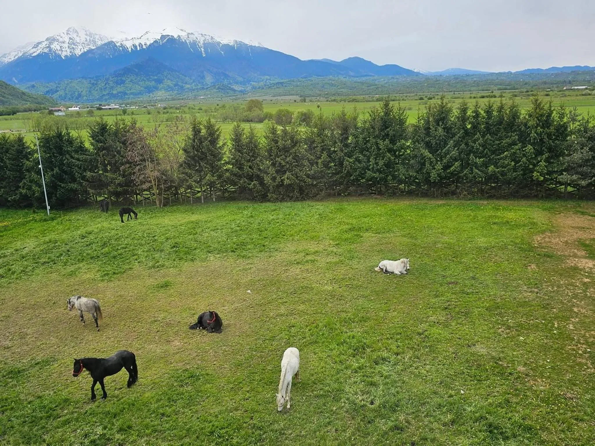 Spring in Complex Panicel