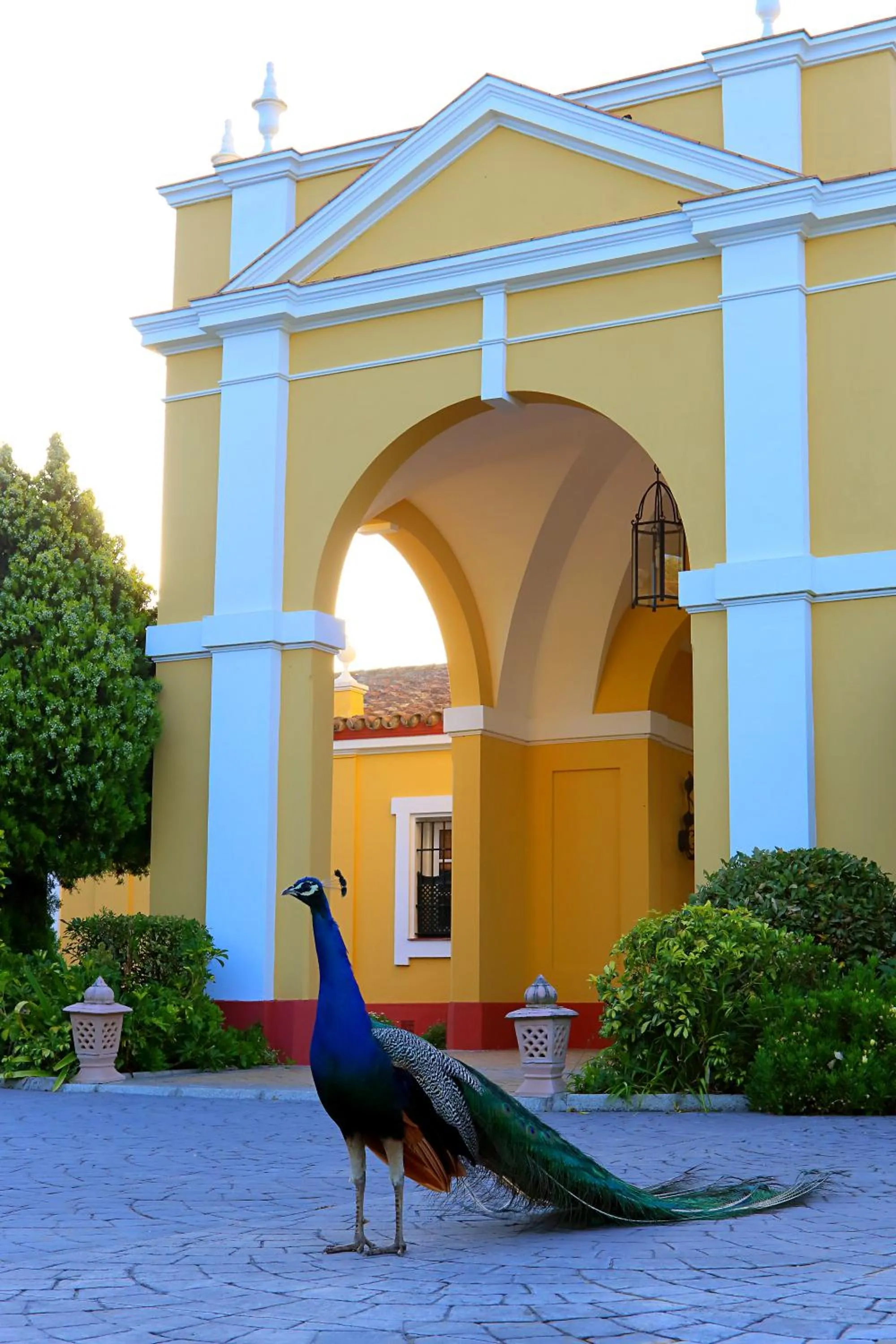 Pets, Other Animals in Hotel Hacienda Montenmedio