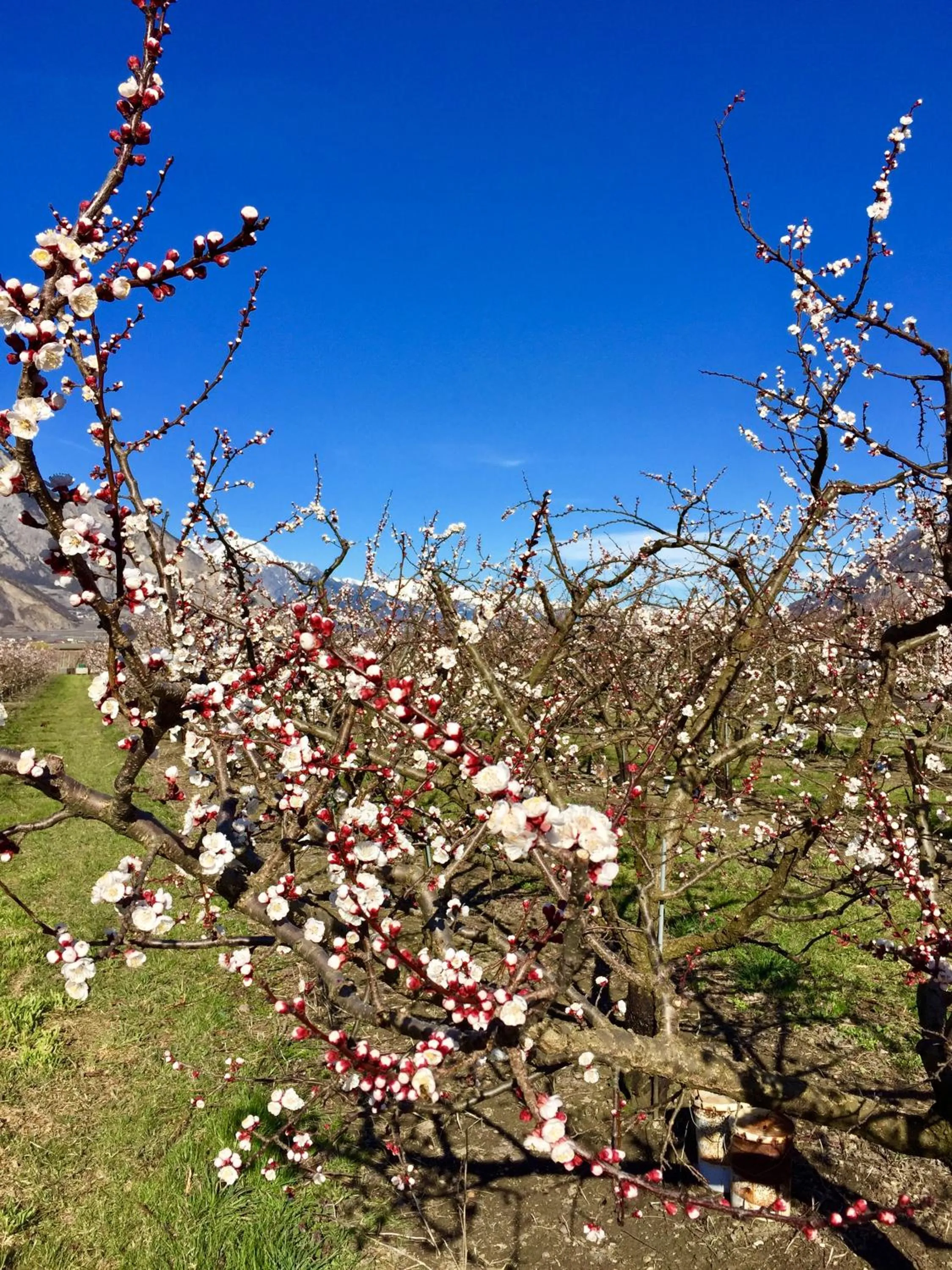 Spring in Saillon Evasion Sarl